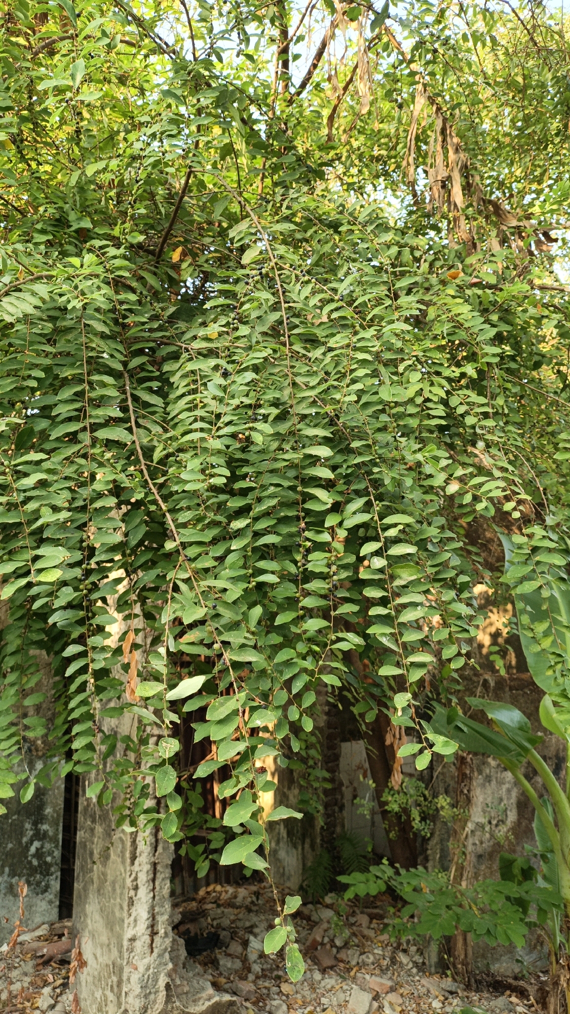 The image shows a dense, leafy tree with small, dark berries, possibly growing in an overgrown area of Cikal, Indonesia. The tree's branches hang low, creating a curtain of foliage. In the background, there is a weathered concrete structure that appears to be part of a building or wall, with debris and rubble scattered on the ground. The overall impression is one of nature reclaiming a derelict urban or semi-urban space. The lighting suggests it is daytime, with sunlight filtering through the leaves. There are no people visible in the image.