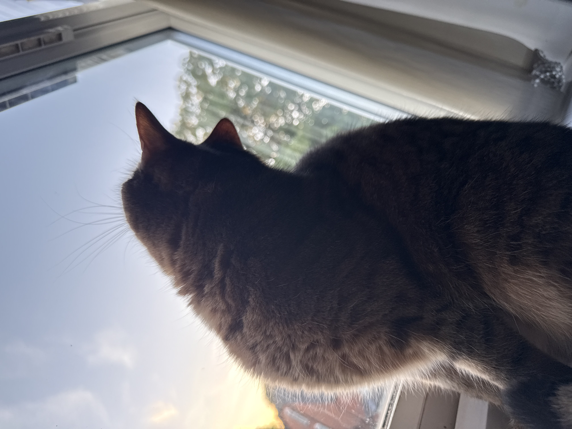 A cat is perched on a windowsill, silhouetted against a bright sky and a blurred background of trees. The cat's mouth is open wide, as if in a yawn or meow. The sunlight casts a warm glow on the scene, highlighting the cat's fur and whiskers. The window frame and a cream-colored curtain are also visible.