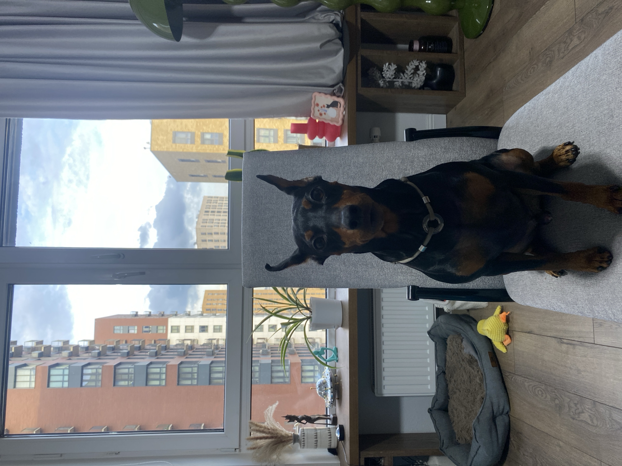 A Miniature Pinscher dog sits on a gray chair facing the camera in a well-lit room with large windows. The dog has black and tan fur and is wearing a silver-toned collar. Outside the window, several multi-story apartment buildings are visible under a cloudy sky. The room's interior features wooden flooring, a radiator, a dog bed on the floor, and a wooden shelf with various decorative items including a plant, a small statue, and a framed picture of two cats. A bright green lamp with a wavy base stands to the right of the scene. The presence of modern apartment buildings and the style of the interior suggest an urban residential setting, possibly in Moscow, Russia.