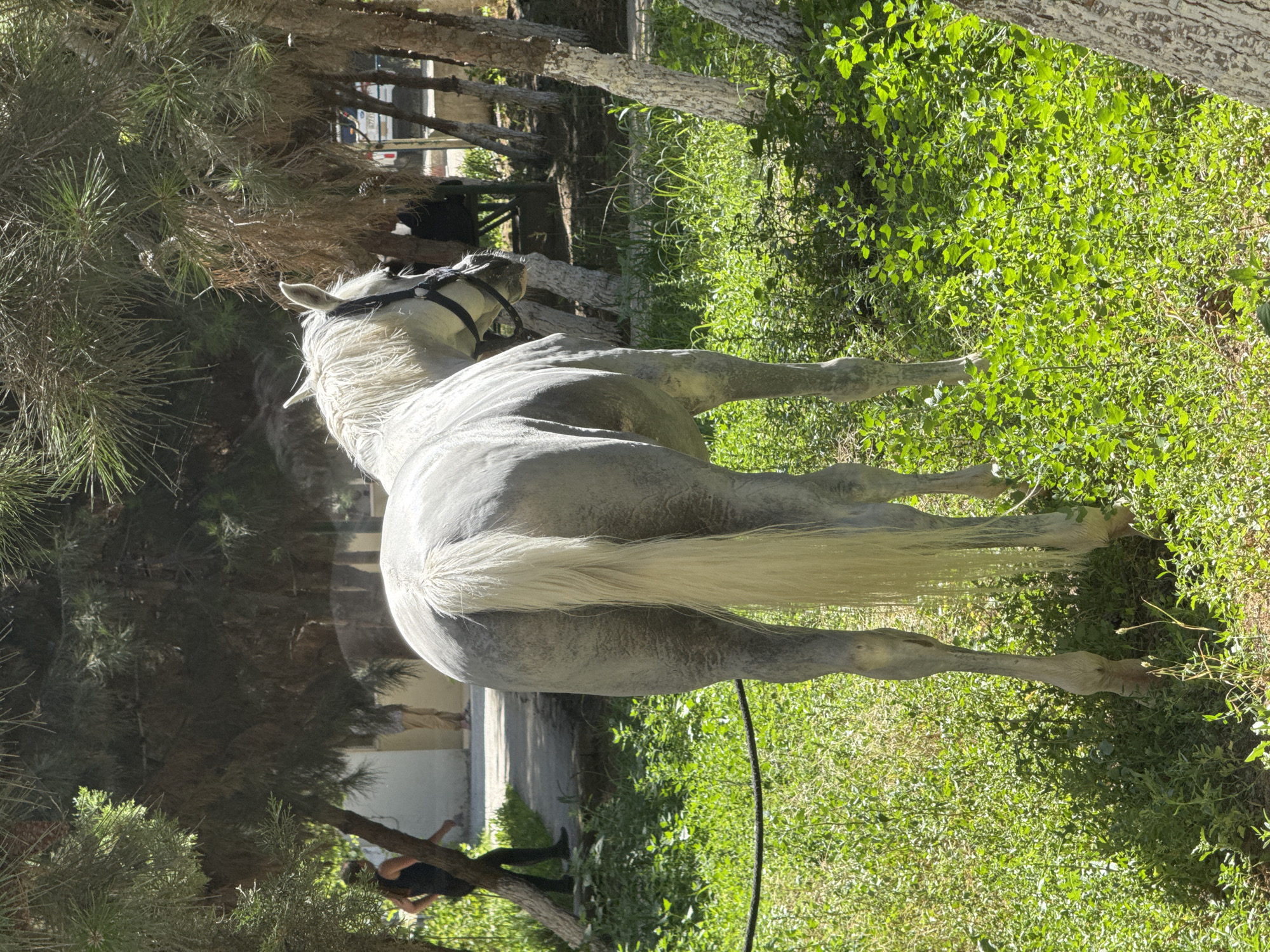 A white horse is standing in a grassy area with trees. The horse is facing away from the camera, and its tail is long and flowing. There is a person in the background walking on a path. The environment appears to be an outdoor park or garden in Baku, Azerbaijan, suggested by the architecture and foliage. The lighting indicates it is daytime, likely sunny, with dappled light filtering through the trees. The overall scene is peaceful and natural.