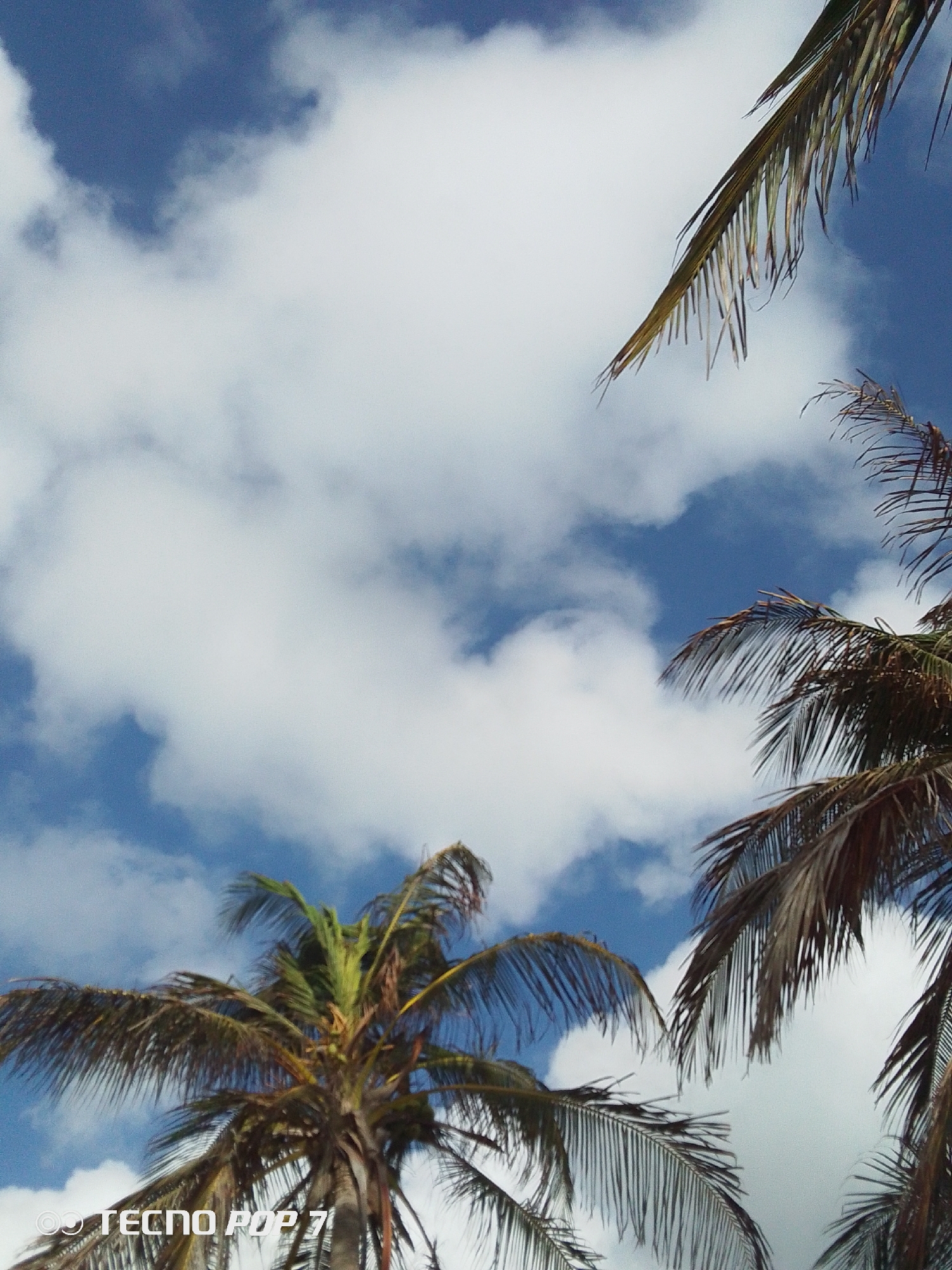 The image shows a view looking up at palm trees against a blue sky with white clouds. The palm trees are in various stages of growth, some with green fronds and others with brown, dry fronds. The sky is partly cloudy. The image was taken in Pedro González, Venezuela.