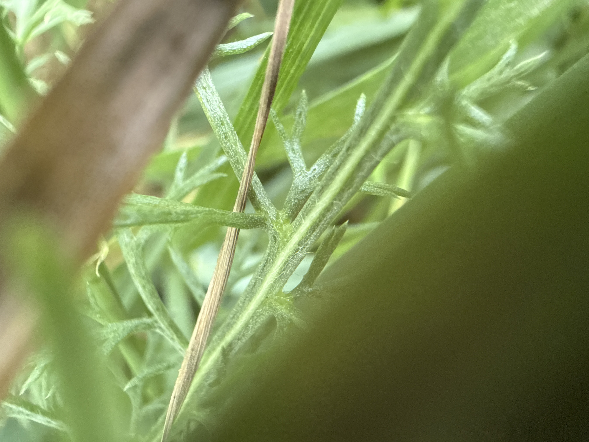 The image shows a close-up, macro view of a green plant stem with several smaller leaves branching off. A thin, dry piece of straw or grass is visible crossing over the stem. The background is a blur of green foliage, suggesting an outdoor environment. The image is taken in Ridabu, Norway, an area known for its natural landscapes. There are no people or visible animals in the frame. The lighting suggests it is daytime, possibly overcast, given the diffused light.