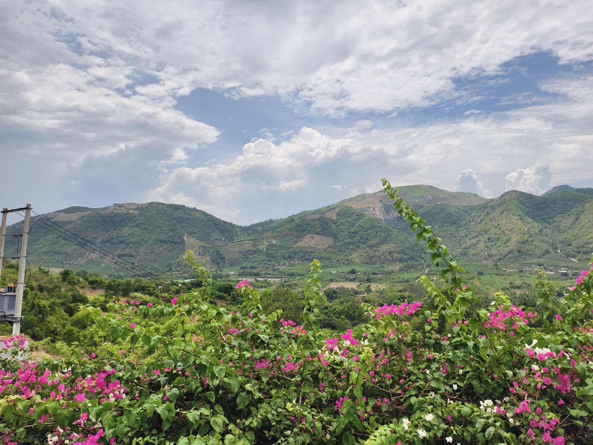 The image presents a view of rolling, verdant hills under a sky filled with white and grey clouds. In the foreground, there's a dense cluster of flowering bushes with pink and white blossoms. To the left, a utility pole and transformer suggest a developed area. The scene is likely located in the vicinity of Tay Nha Trang Ward, Vietnam, based on the landscape and typical Vietnamese utility infrastructure. The environment appears to be rural or semi-rural, transitioning towards mountainous terrain. There are no people visible in the frame.