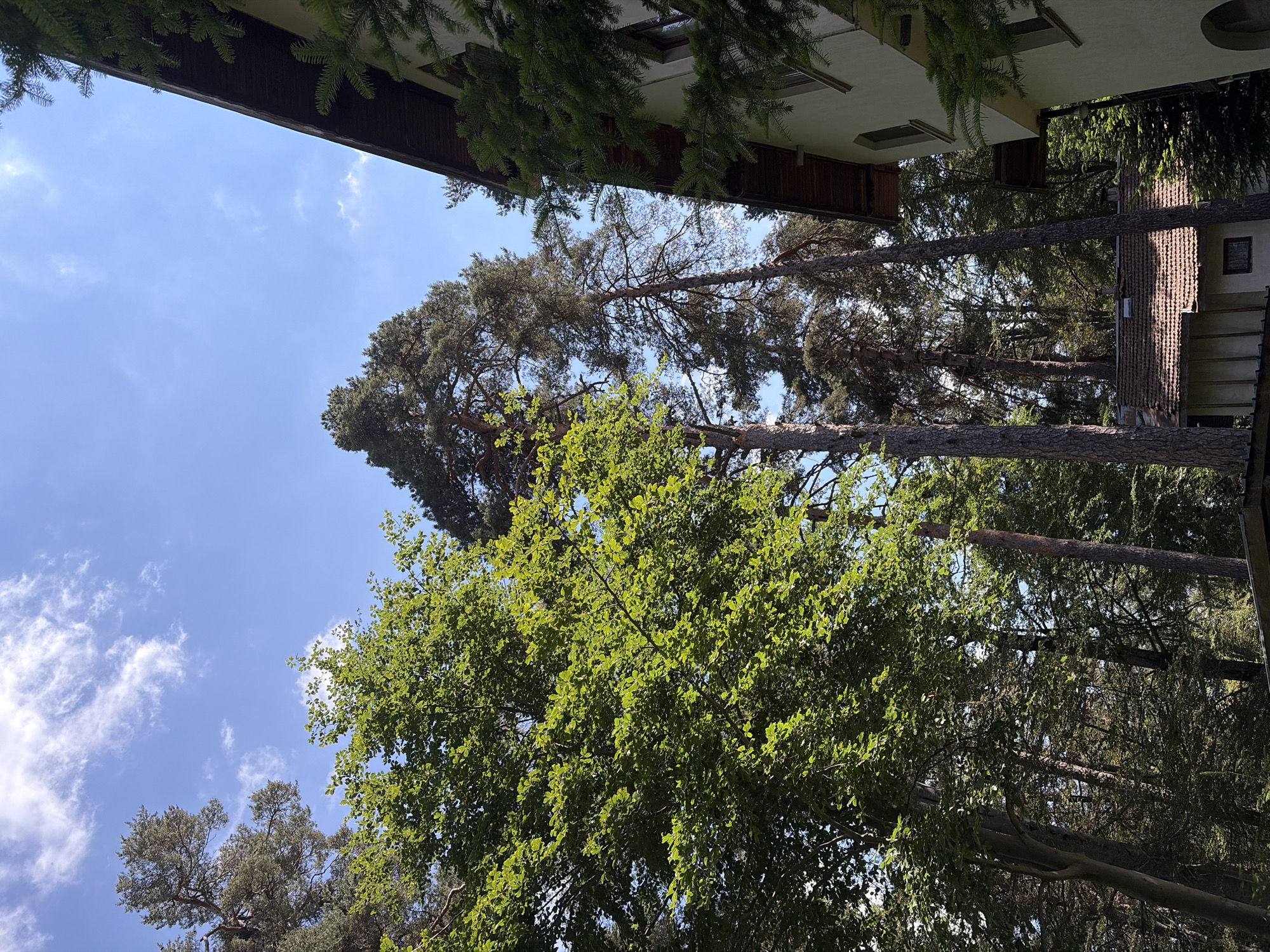 A low-angle, medium shot captures a building and trees under a bright blue sky with scattered clouds. The building, on the right, is light green with dark brown trim and appears to be a multi-story structure with windows. In the foreground, lush green trees, including a large deciduous tree with vibrant foliage and tall pine trees with sparse needles, dominate the left and center of the frame. A small building with a tiled roof is partially visible at the bottom center. The scene is set outdoors in a natural environment, possibly a park or wooded area adjacent to a residential or institutional building.