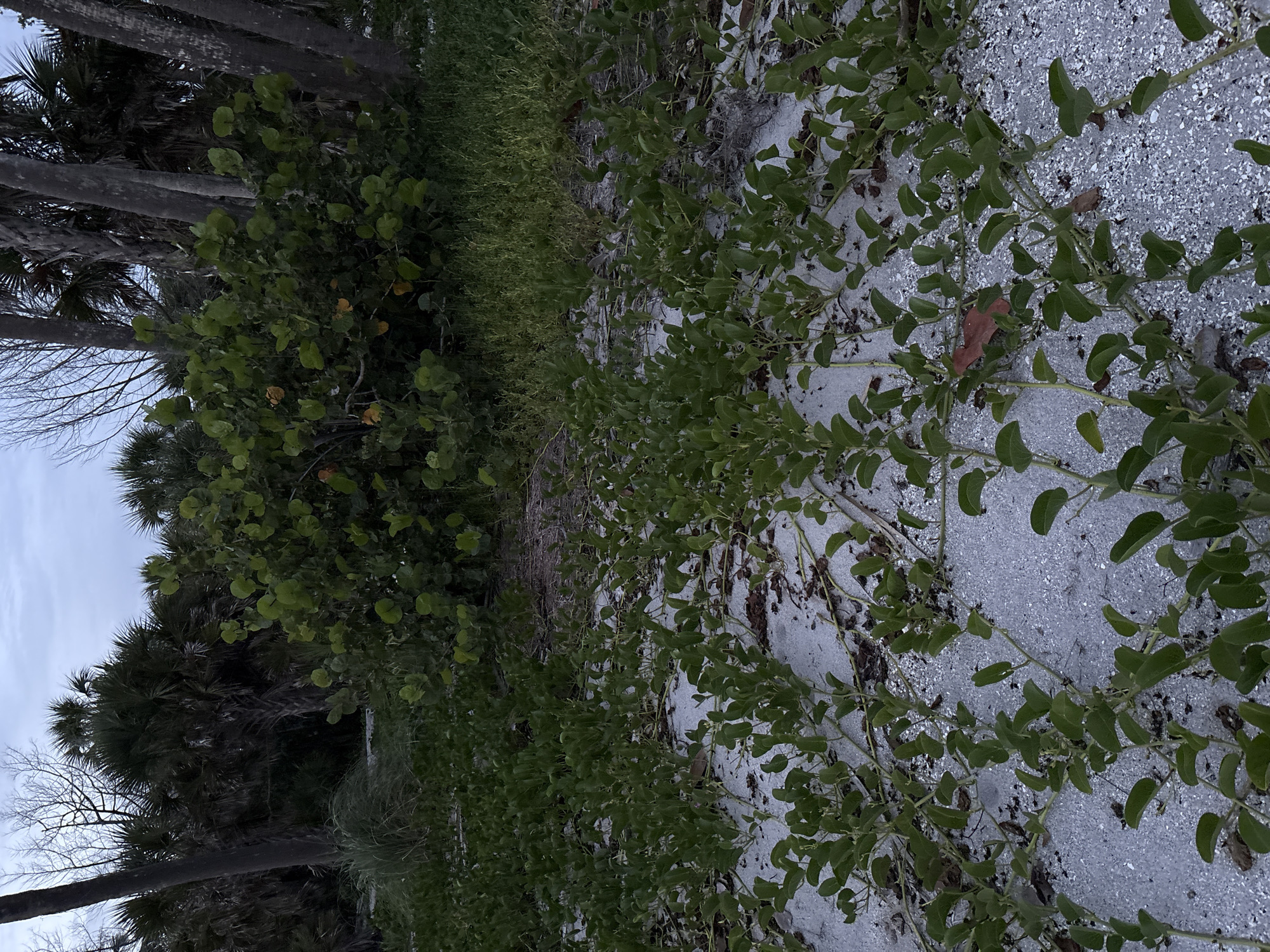 This image depicts a coastal scene at dusk, likely in Venice, Florida, United States of America, given the presence of palm trees and beach vegetation. In the foreground, a sandy beach is covered with low-lying green ground cover, possibly sea oats or a similar dune plant. The vines of this plant sprawl across the sand, with heart-shaped green leaves. Scattered amongst the vegetation are a few brown leaves and small white shells.
Behind the ground cover, the scene transitions to a denser growth of larger green shrubs with round, glossy leaves, and tall palm trees with rough, grey trunks. The foliage is lush and dark green, indicating a tropical or subtropical environment. The sky is overcast with a muted blue and grey hue, characteristic of twilight. No people or animals are visible in the frame. The overall impression is one of natural coastal vegetation in a dimly lit outdoor environment.