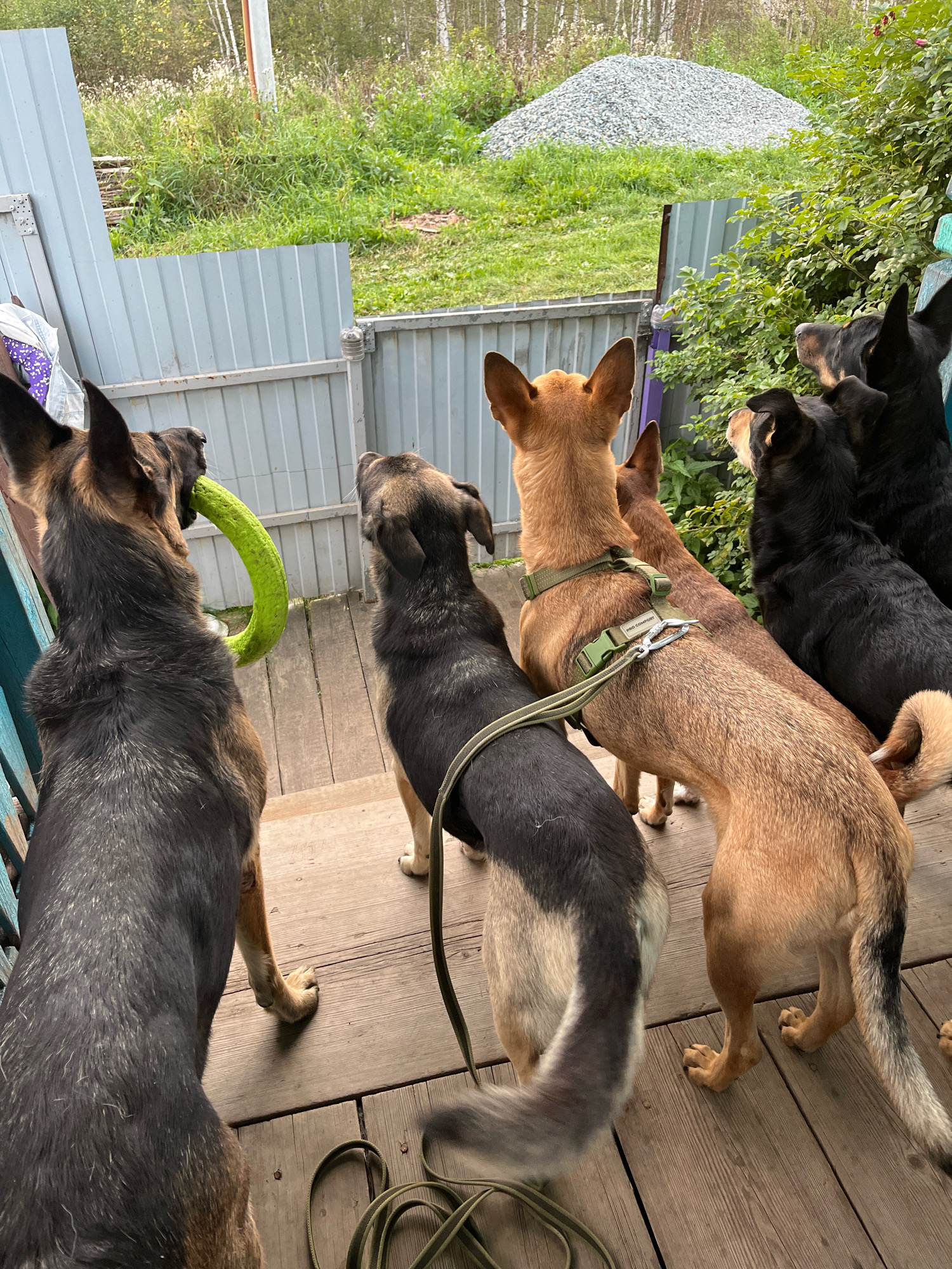 The image depicts a group of six dogs on a wooden porch. The dogs are of various breeds and colors, including German Shepherds and lighter-colored mixed breeds. One German Shepherd in the foreground is holding a bright green ring toy in its mouth. The dogs are facing away from the camera, looking towards a fence and a yard. In the background, there is greenery, a pile of gravel, and trees, suggesting a rural or semi-rural setting. The fence appears to be made of corrugated metal. The overall impression is that of a typical day at a dog kennel or a backyard with multiple dogs. There is no clear indication of the specific location within Nizhny Tagil, Russia, beyond it being an outdoor area with a fence and vegetation.