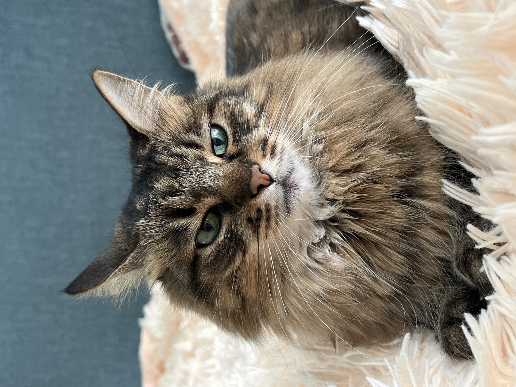 A close-up shot captures a domestic long-haired cat with green eyes and tabby markings. The cat is lying on a fluffy, light-colored blanket. The background consists of a teal-colored wall and a portion of a pink blanket. There is no visible indication of the city of Babruysk, Belarus, or any other specific location. The image is a still portrait of the cat, with no discernible actions or interactions.