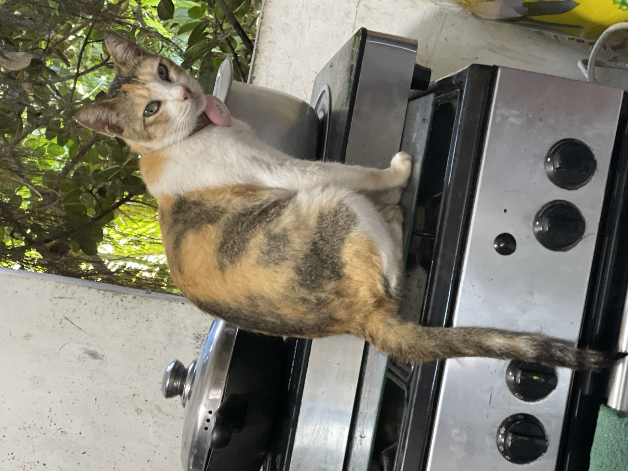 A calico cat with white, orange, and dark brown patches is sitting on top of a stainless steel gas stove. The cat is looking towards the right side of the frame and has a pink collar. On the stove behind the cat, there is a stainless steel pot with a lid. The stove appears to be in an outdoor or semi-outdoor kitchen area, as evidenced by the greenery and what looks like a concrete wall in the background. The scene is likely from Davao City, Philippines, given the presence of tropical foliage and common household items in a Filipino setting.