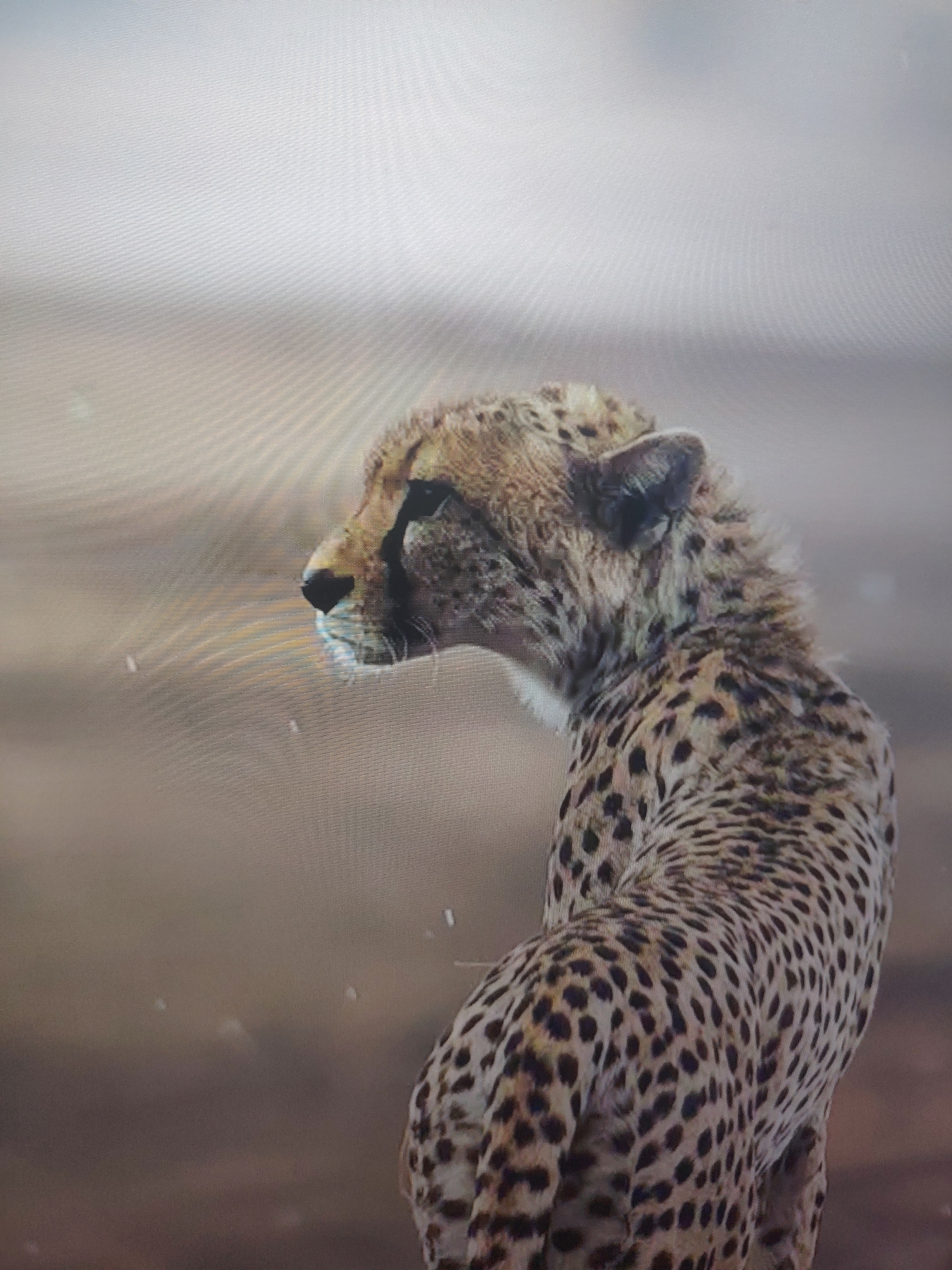 A cheetah stands in a tan, arid environment. Its head is turned to the left, and its body faces forward. The background is blurry and featureless. The cheetah is patterned with black spots.