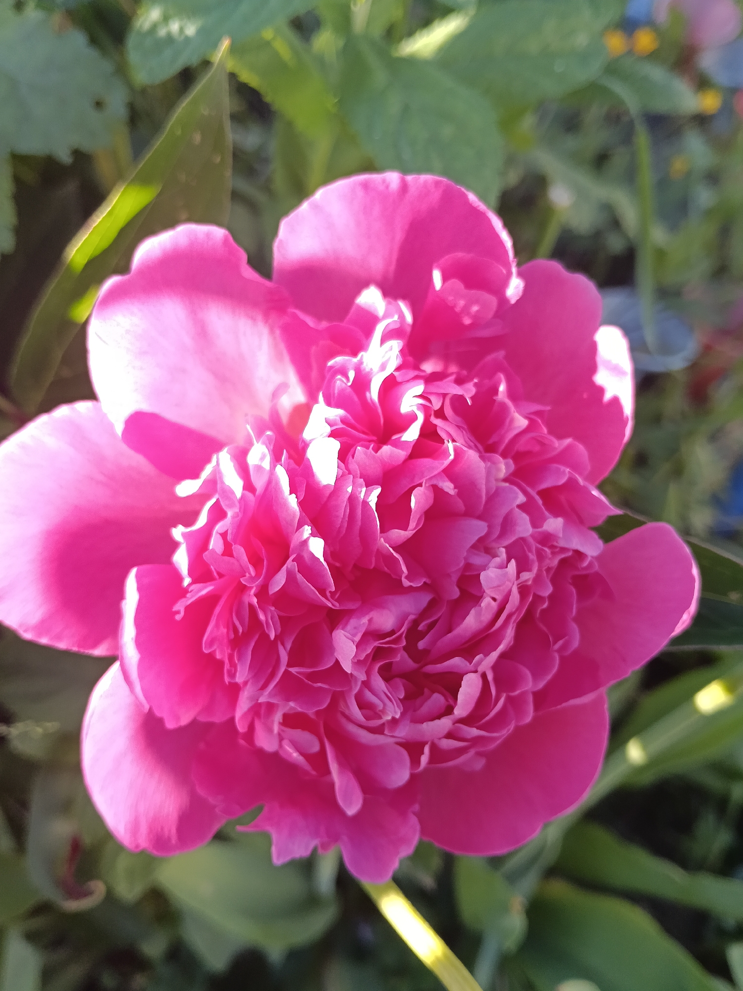 A single, vibrant fuchsia pink peony flower is depicted in full bloom, centrally positioned within the frame. The flower exhibits numerous layered petals, with a denser, more ruffled concentration in the core. Strong, natural sunlight illuminates the flower from the upper left, creating bright highlights on the upper and central petals and casting soft shadows within the deeper folds of the petals. The background is significantly blurred, consisting primarily of out-of-focus green foliage, suggesting an outdoor garden environment. Indistinct hints of other colors, including yellow and blue, are barely perceptible in the upper right background. A partially illuminated green leaf is visible on the left side, behind the flower. No human figures or animals are present. The scene is located in Krasny Mayak, Russia.
