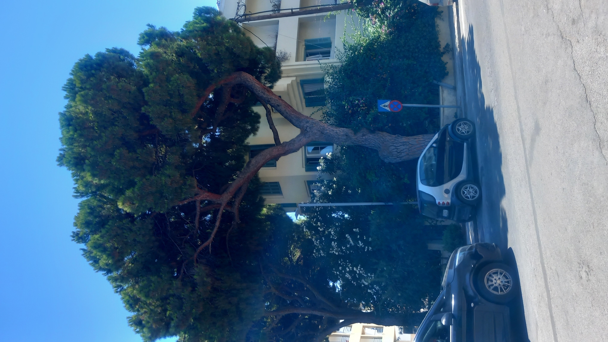This is a ground-level, eye-level, slightly tilted shot of a street scene in Kos, Greece. A large pine tree with a thick, twisted trunk dominates the left side of the frame, its green needles creating a dense canopy. Behind the tree, a pale yellow building with multiple floors and green shutters is visible. Two cars are parked on the side of the road. A dark colored sedan is on the left, and a small silver and black Smart car is to its right, closer to the building. There are street signs visible near the Smart car. The sky is a clear, bright blue. The scene appears to be a quiet residential or commercial street.