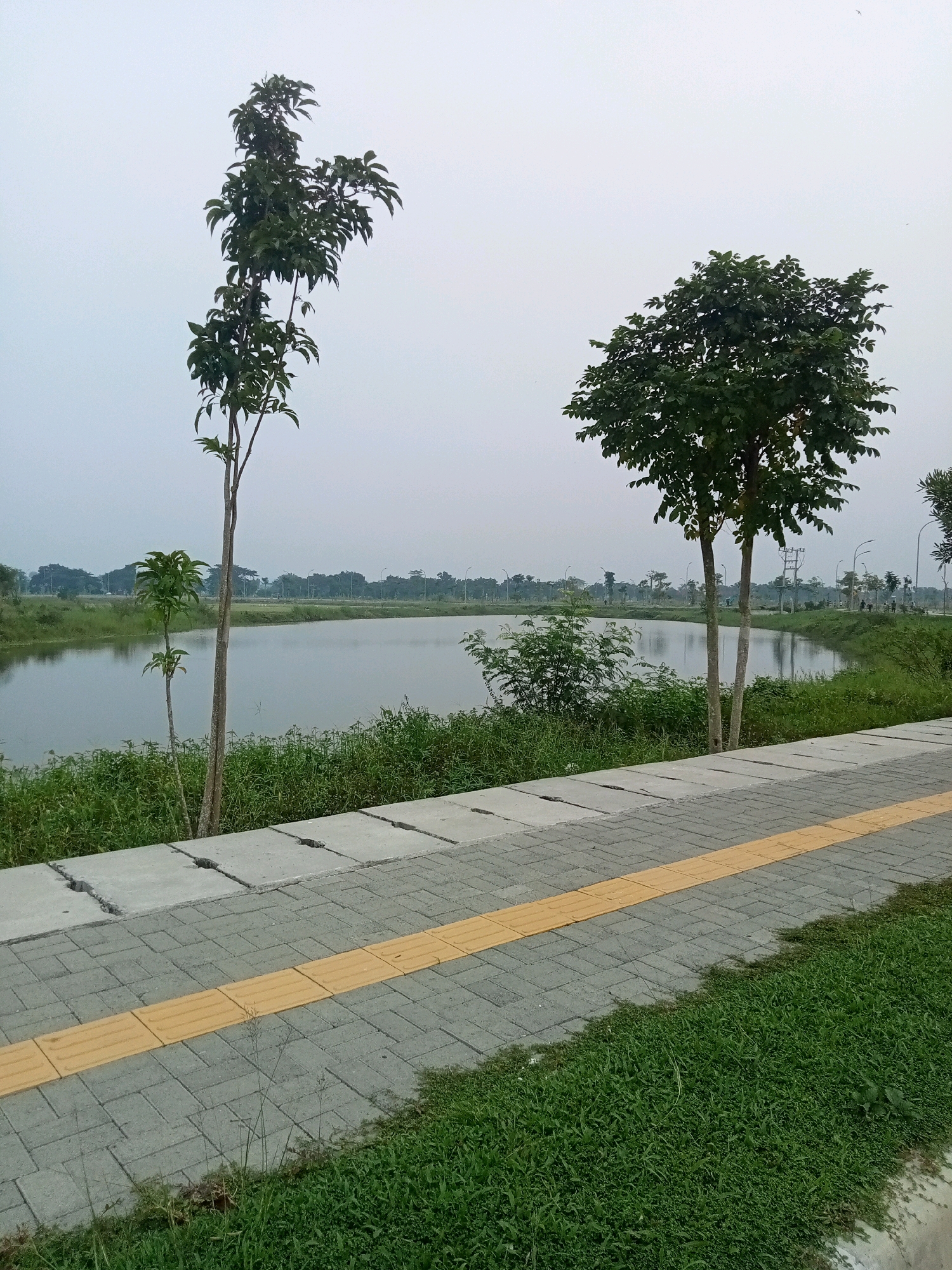 An outdoor, vertical, medium shot shows a paved path with a raised yellow tactile paving strip running parallel to a body of water. Two young trees are in the foreground, with the left tree being tall and slender and the right tree being shorter and wider. Beyond the trees is a calm body of water surrounded by lush green grass and vegetation. In the background, there is a street with lampposts and some distant buildings and trees. The sky is overcast and hazy.
