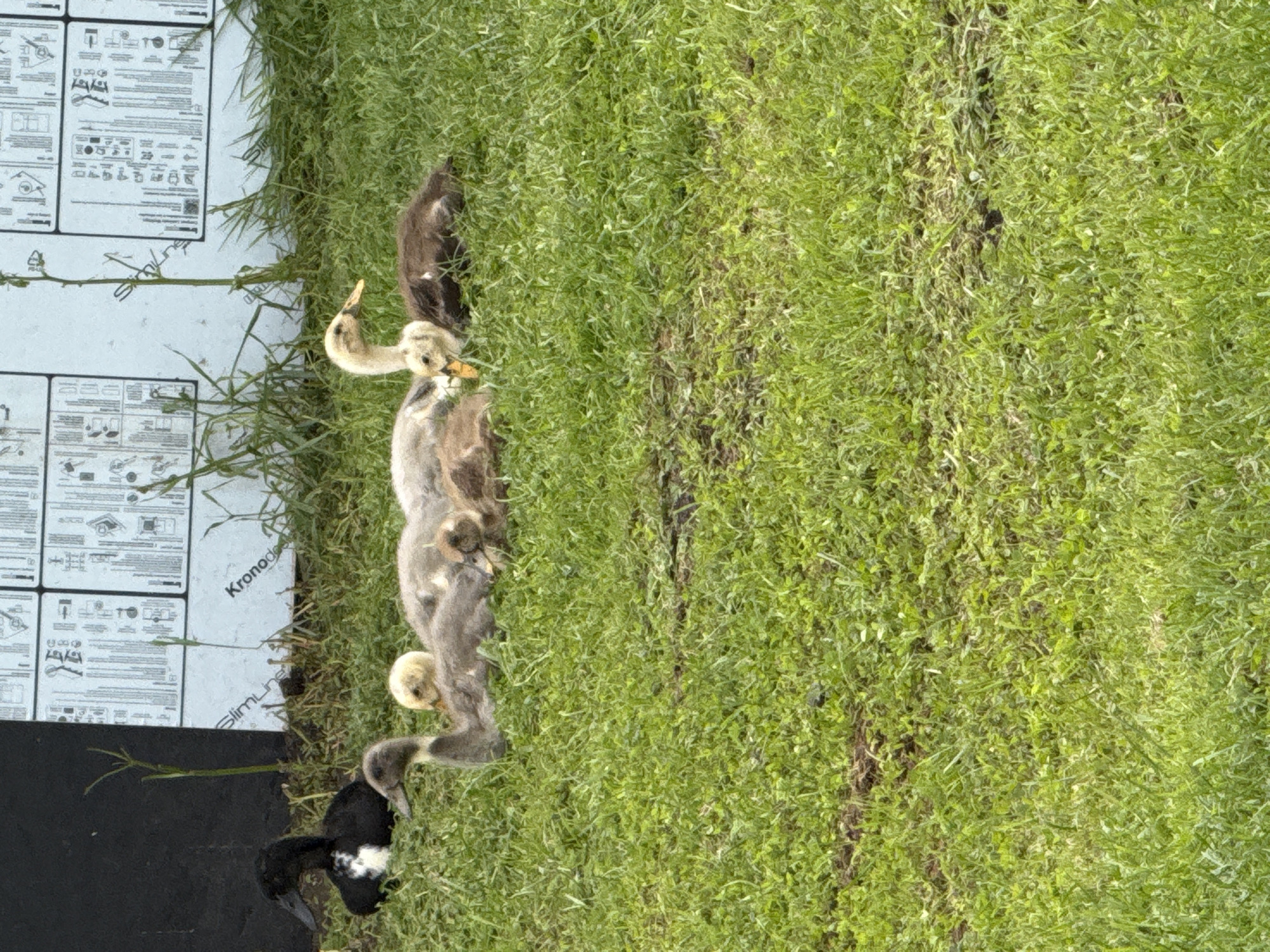In Galinė, Lithuania, a flock of ducks rests on a grassy area. A black duck with white markings sits to the left, while a group of ducklings, varying in color from light yellow to dark brown and gray, are nestled together in the center and right of the frame. Some ducklings have yellow beaks, and one appears to be a young duck with its head raised. In the background, a black structure and large white panels with text and diagrams are visible. The environment is characterized by green grass and some weeds.