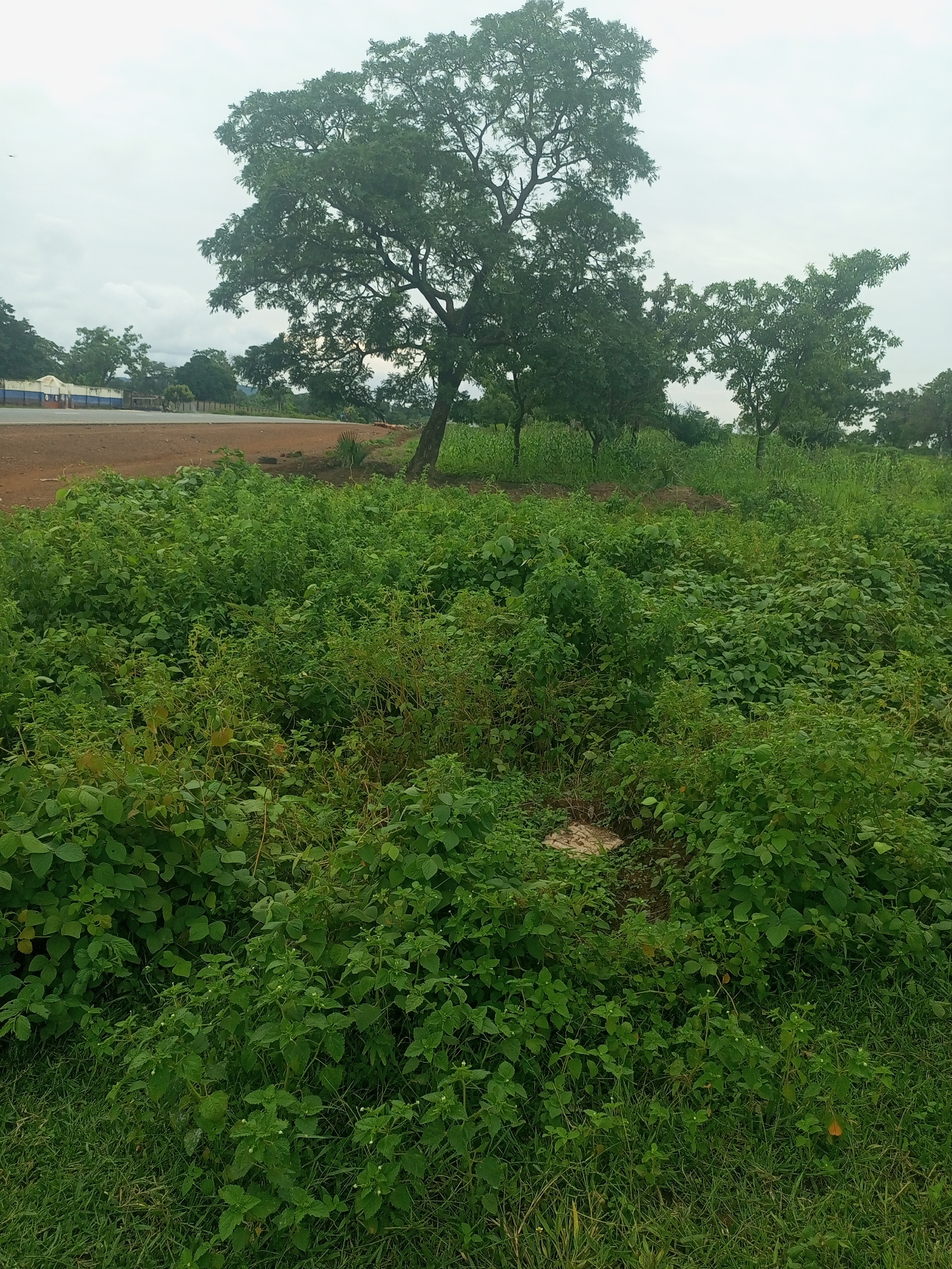 The image depicts an outdoor scene in Takum, Nigeria, characterized by lush green vegetation and trees under a cloudy sky. In the background, a building with blue and white sections and a red track or road is visible, suggesting the presence of a school or recreational facility. The foreground is dominated by dense, overgrown green plants, grasses, and bushes, with some larger trees scattered throughout the landscape. The ground is a mix of dirt and grass. There are no people or animals visible in the image. The overall impression is one of a natural, somewhat untamed environment adjacent to a built structure.