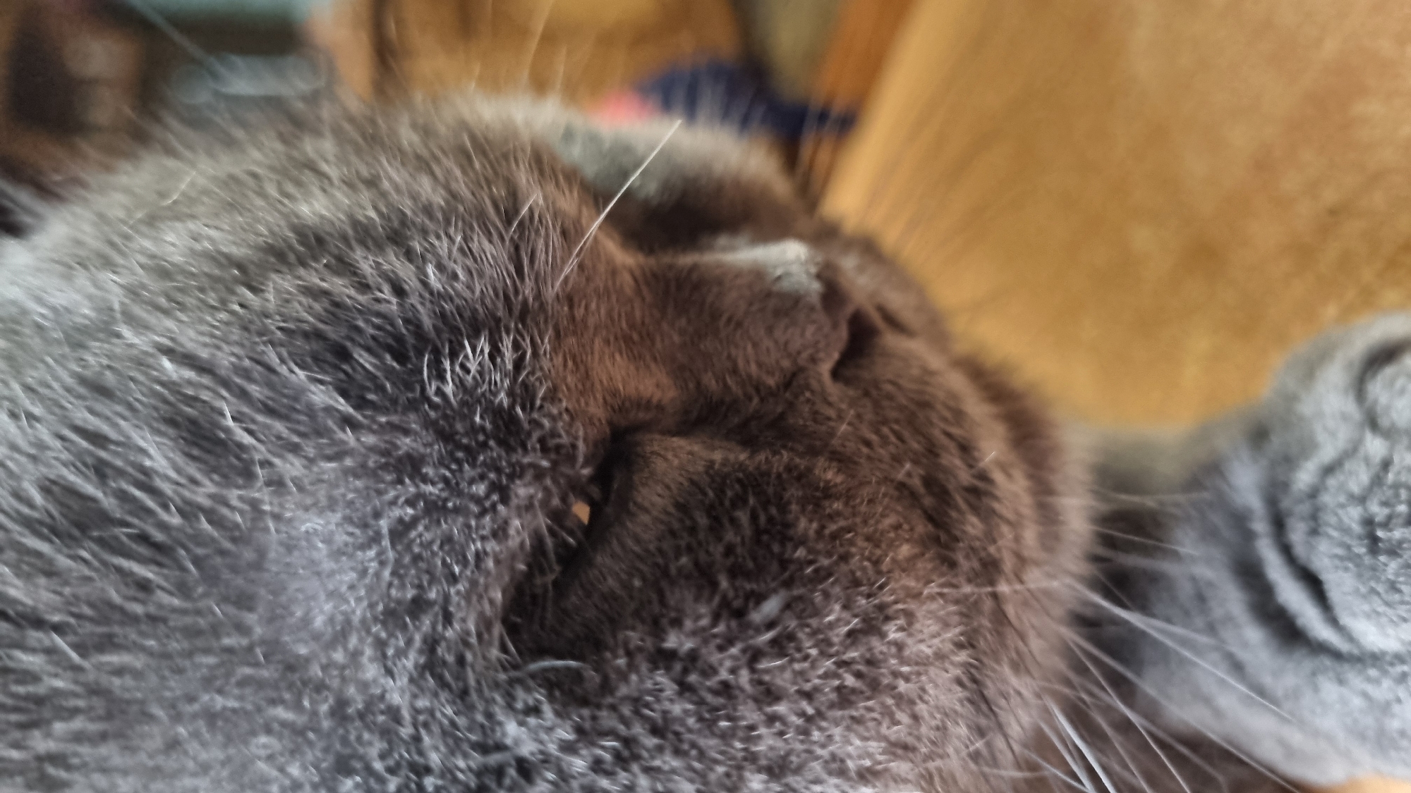 A close-up, slightly blurred, eye-level shot shows the face of a grey cat with its head turned to the right and down. The cat's fur is short and dense. The left eye is partially visible and appears to be light brown or amber. The cat's nose is dark grey. The background is out of focus, showing a warm, brown surface, possibly a wooden table or floor. A blurred blue and red collar is visible behind the cat's head. The image does not contain any information about the city of Vysokoe, Russia.