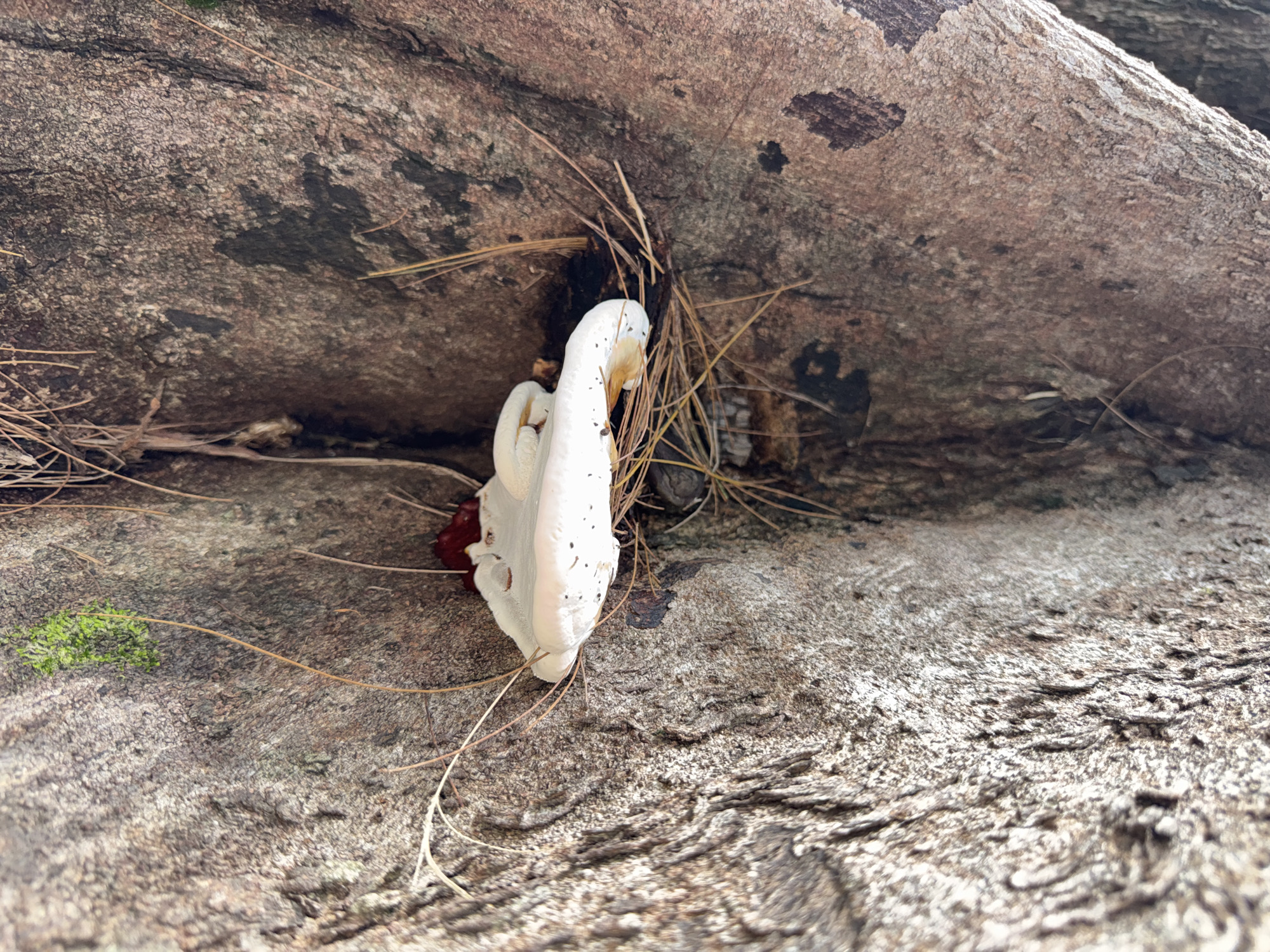 In the city of Karon, Thailand, a white bracket fungus with brown markings grows on the side of a tree trunk. The tree has rough, textured bark in shades of brown and gray. Pine needles are scattered around the fungus and on the bark. The fungus has a smooth, leathery appearance and is layered, with a deeper red color visible underneath. The background is blurred, focusing attention on the tree and the fungus.