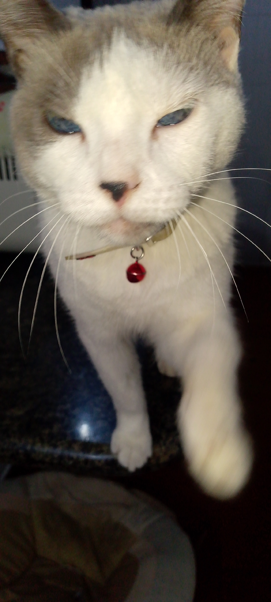The image is a close-up of a white cat with gray markings on its head and ears, and striking blue eyes. The cat is wearing a silver collar with a small red bell. It is looking directly at the camera with a slightly narrowed gaze, and its right paw is extended forward. The cat is on a dark, speckled surface that appears to be a countertop. The background is out of focus and appears to be an indoor setting with some indistinct objects and dark areas. There is no identifiable information in the image that would place it in Caracas, Venezuela.