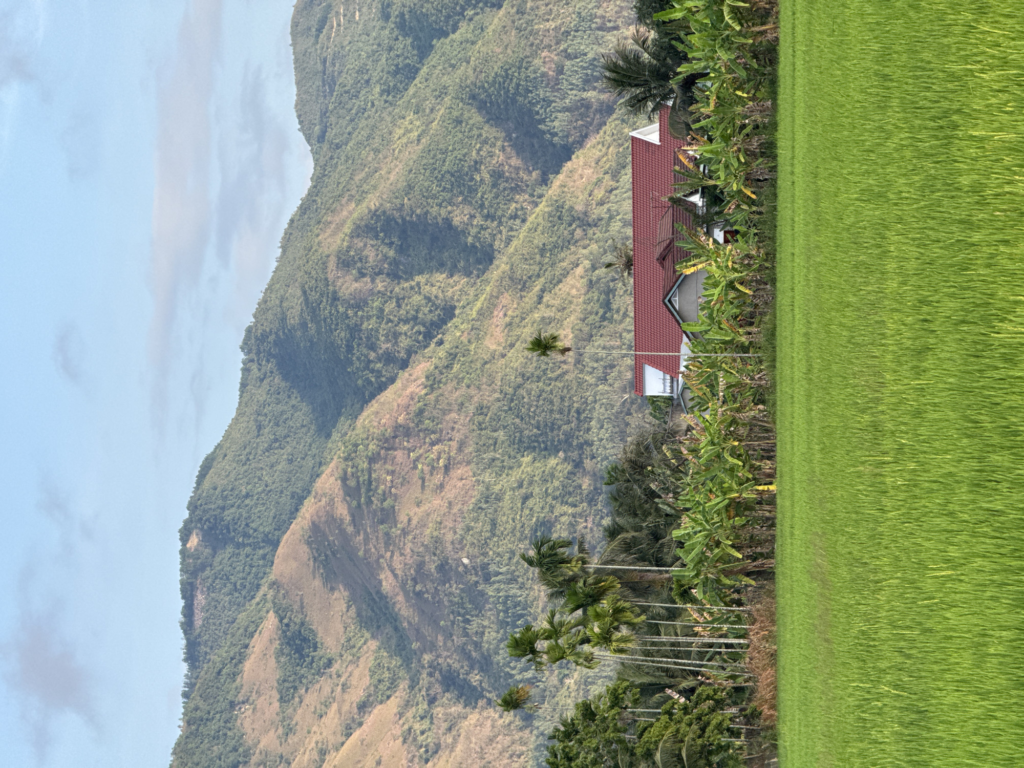 When viewed upright, the image displays a serene rural landscape in Diên Khánh, Vietnam. The scene is dominated by multiple layers of verdant mountains stretching into the distance under a clear, light blue sky with scattered soft white clouds. The mountain slopes are densely covered in lush green vegetation, with some areas showing a mix of darker and lighter foliage patterns.
In the mid-ground, nestled against the foothills of the mountains, stands a single-story house. It features a distinctive red-tiled roof and white walls, with visible windows suggesting residential use. A thick band of trees runs horizontally across the mid-ground, acting as a natural boundary. This line of trees includes tall, slender palm trees and broad-leafed banana plants, adding a tropical touch to the environment. Several individual palm trees are also visible higher up on the mountain slopes behind the house.
The foreground is filled with a vast expanse of vibrant green field, most likely a cultivated rice paddy, stretching across the lower portion of the image. The field appears healthy and well-maintained, indicating ongoing agricultural activity.
The time of day appears to be daytime, with bright, even illumination suggesting late morning or early afternoon. The weather is clear and calm, contributing to the peaceful atmosphere. The combination of towering mountains, traditional housing, and expansive rice paddies strongly cues a rural Vietnamese setting. No specific activity or event is depicted, and there is no visible text in the image. The overall impression is one of natural beauty and tranquility in a mountainous agricultural region.