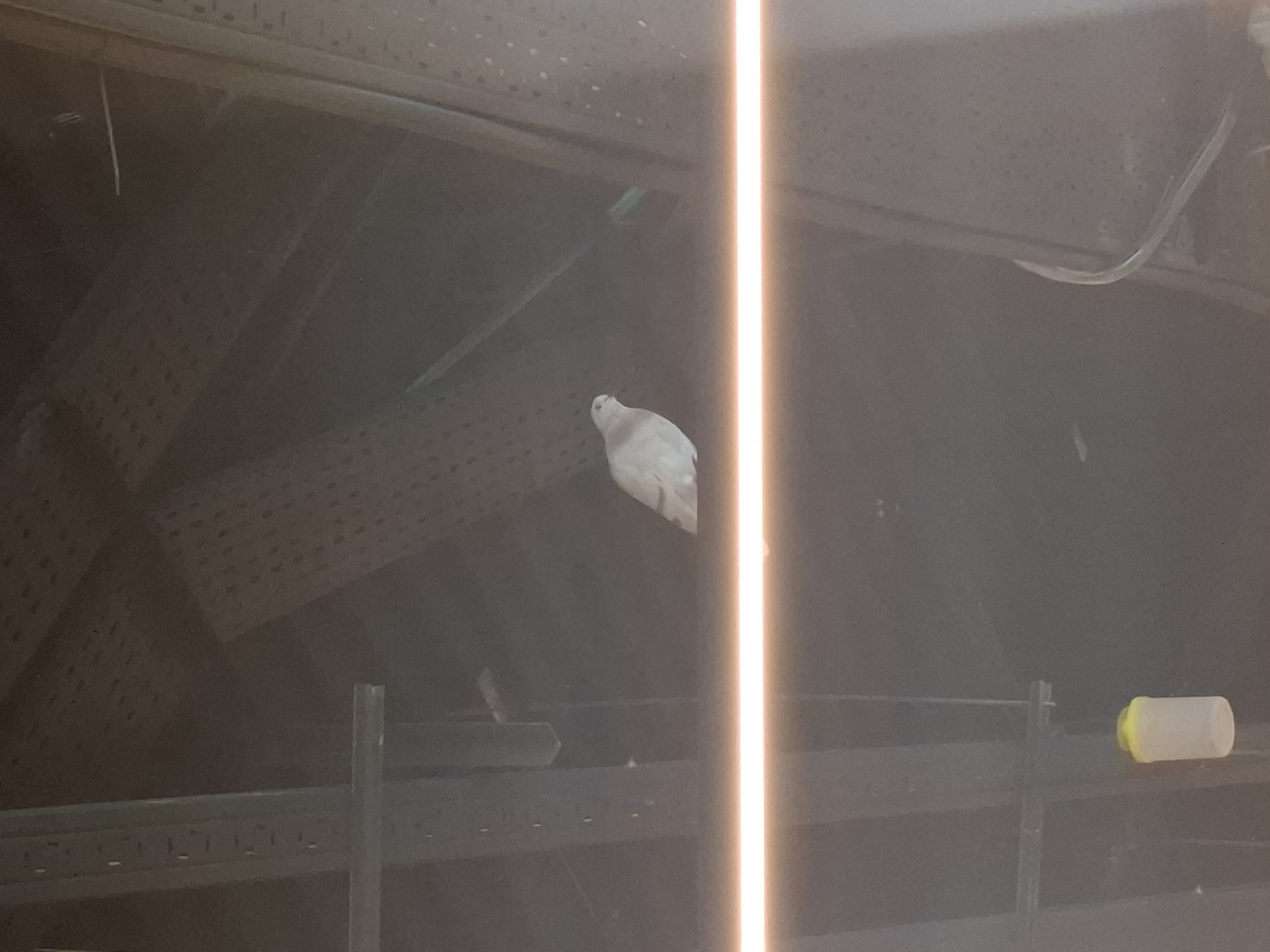 A white dove is perched on a shelf within an indoor space. The location is Xirivella, Spain. The shelf appears to be metal with a grid pattern on the ceiling above. A clear tube is visible in the upper right corner. A plastic bottle with a yellow lid is on the lower right shelf. A vertical bright light obscures a section of the scene.