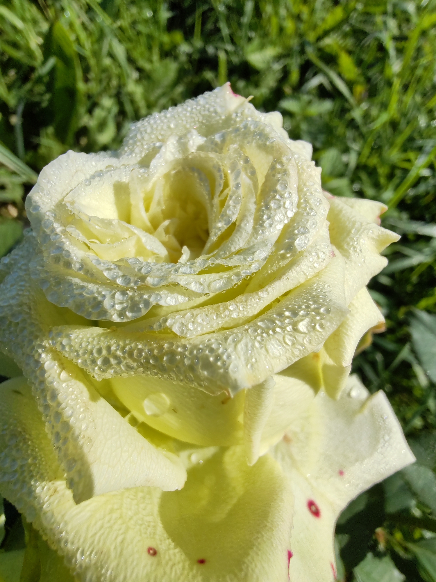 The image is a close-up, high-angle shot of a light yellow rose covered in dew drops. The rose is in focus, with its petals intricately layered and glistening. The background is blurred green grass, suggesting an outdoor setting, likely a garden or park. There are no people or animals visible. The lighting suggests it is daytime, possibly morning due to the dew. There is no indication of the city of Чухлэм, Russia, in the image. The rose has some small red speckles on its lower petals.