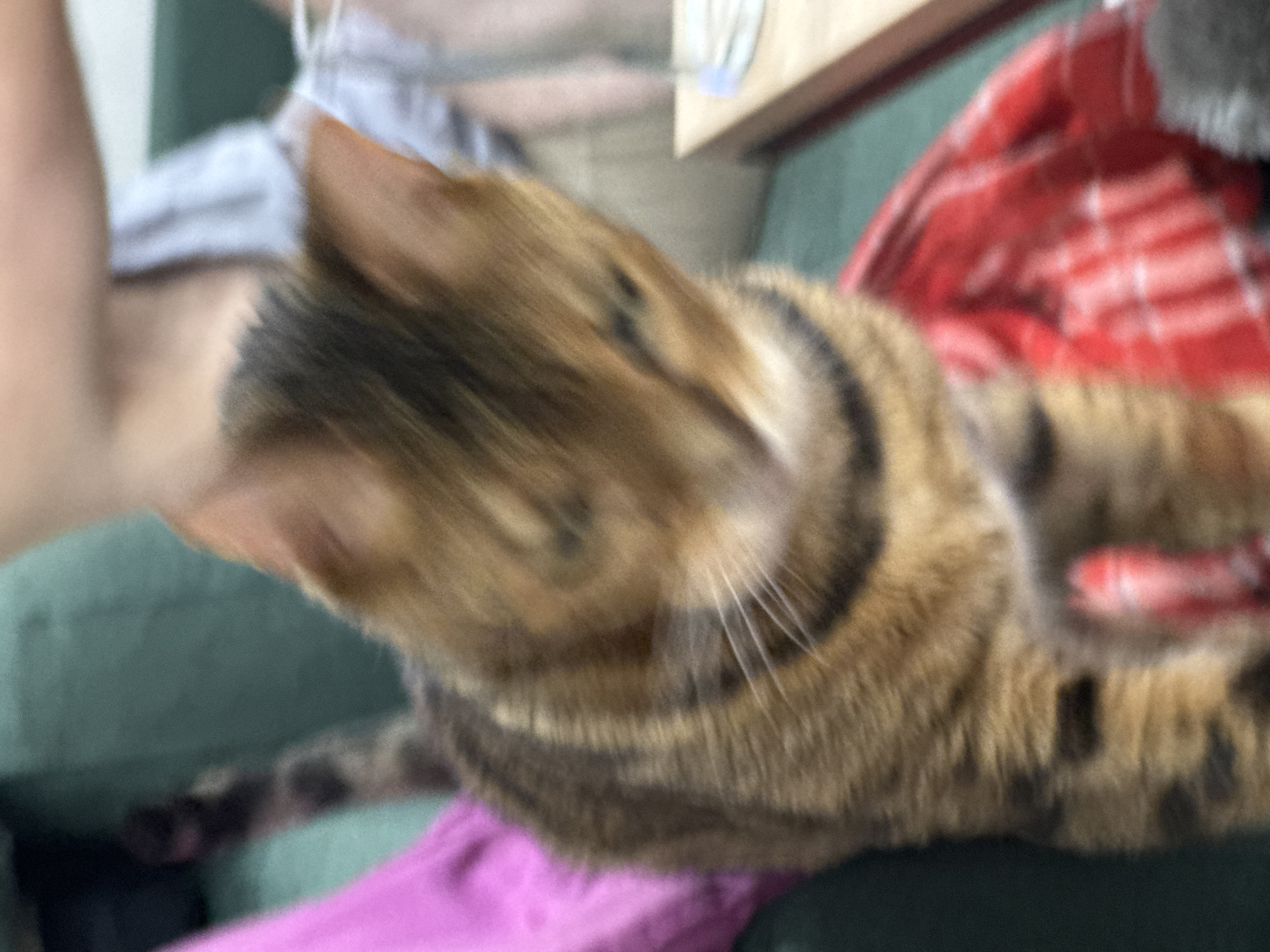 A blurry, close-up shot captures a tabby cat in the foreground, its head down and slightly to the right. The cat is resting on a green surface, possibly a couch, with a vibrant pink fabric to its left and a red and white plaid blanket draped across its body and the surface below. In the background, parts of people are visible, appearing as out-of-focus shapes in a light-colored garment. A wooden table with a glass on it is partially visible on the right side of the frame. The overall lighting is dim, contributing to the soft focus of the image.