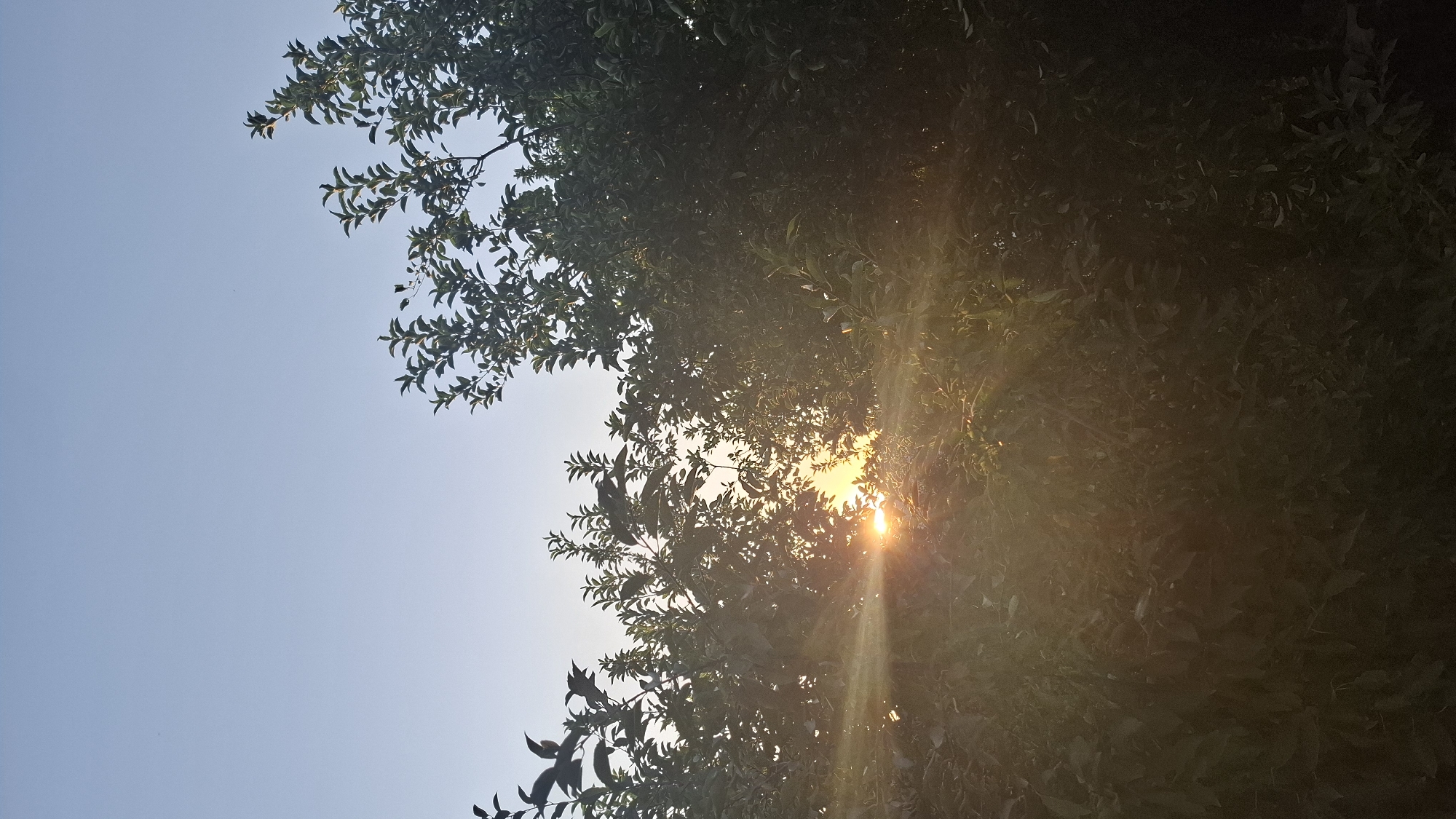 The image depicts a natural outdoor scene, likely a garden or park area in Шұбарсу, Kazakhstan. The lower portion of the frame is dominated by dense green foliage of trees and bushes, with some leaves appearing slightly blurred due to motion or focus. The upper portion of the image shows a clear, pale blue sky. Sunlight is a prominent element, breaking through the leaves in the center of the frame, creating a bright, lens-flare effect with visible rays of light emanating from the sun. The overall lighting suggests it is either sunrise or sunset. There are no people or man-made structures clearly visible in the image.
