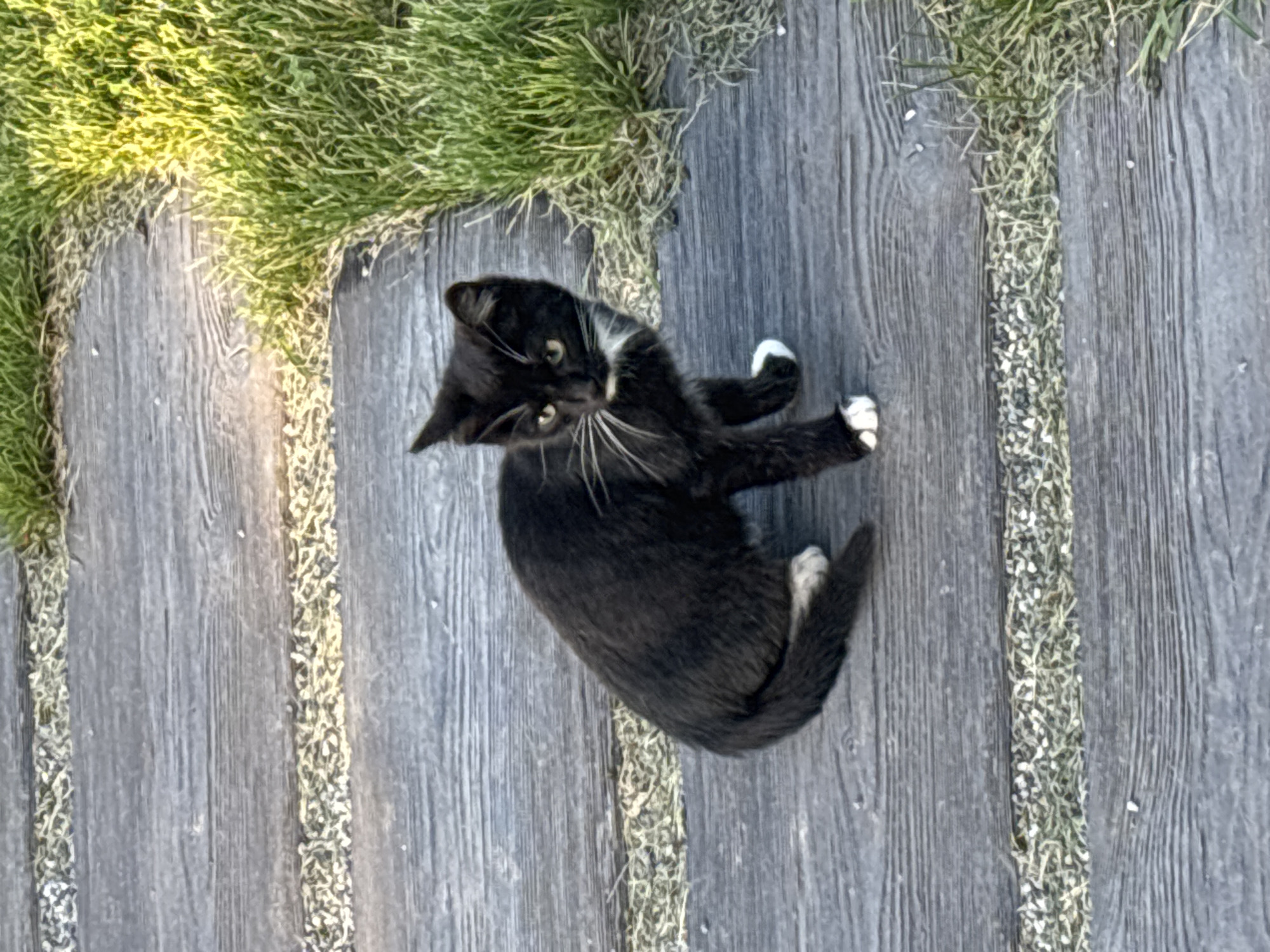 A black and white kitten with white paws is sitting on a wooden pathway. The pathway is constructed with weathered planks, and between some of the planks, there are narrow strips of gravel and grass. To the right of the pathway, there is a patch of green grass, illuminated by sunlight. The scene appears to be outdoors, in a natural or park-like setting. The specific location in Zvenigorod, Russia is not discernible from the image.