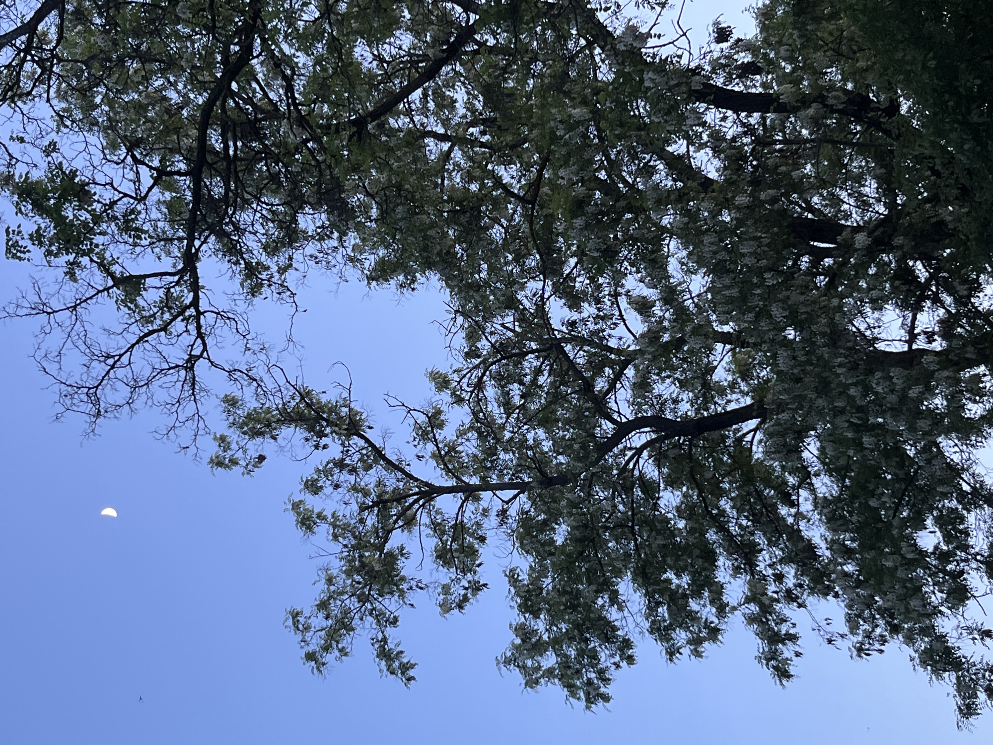 The image is a view looking up into the sky through the branches of a tree. The branches are mostly bare, but some have small green leaves and white flowers. The sky is a light blue color and the moon is visible in the lower left corner. The location is unknown.