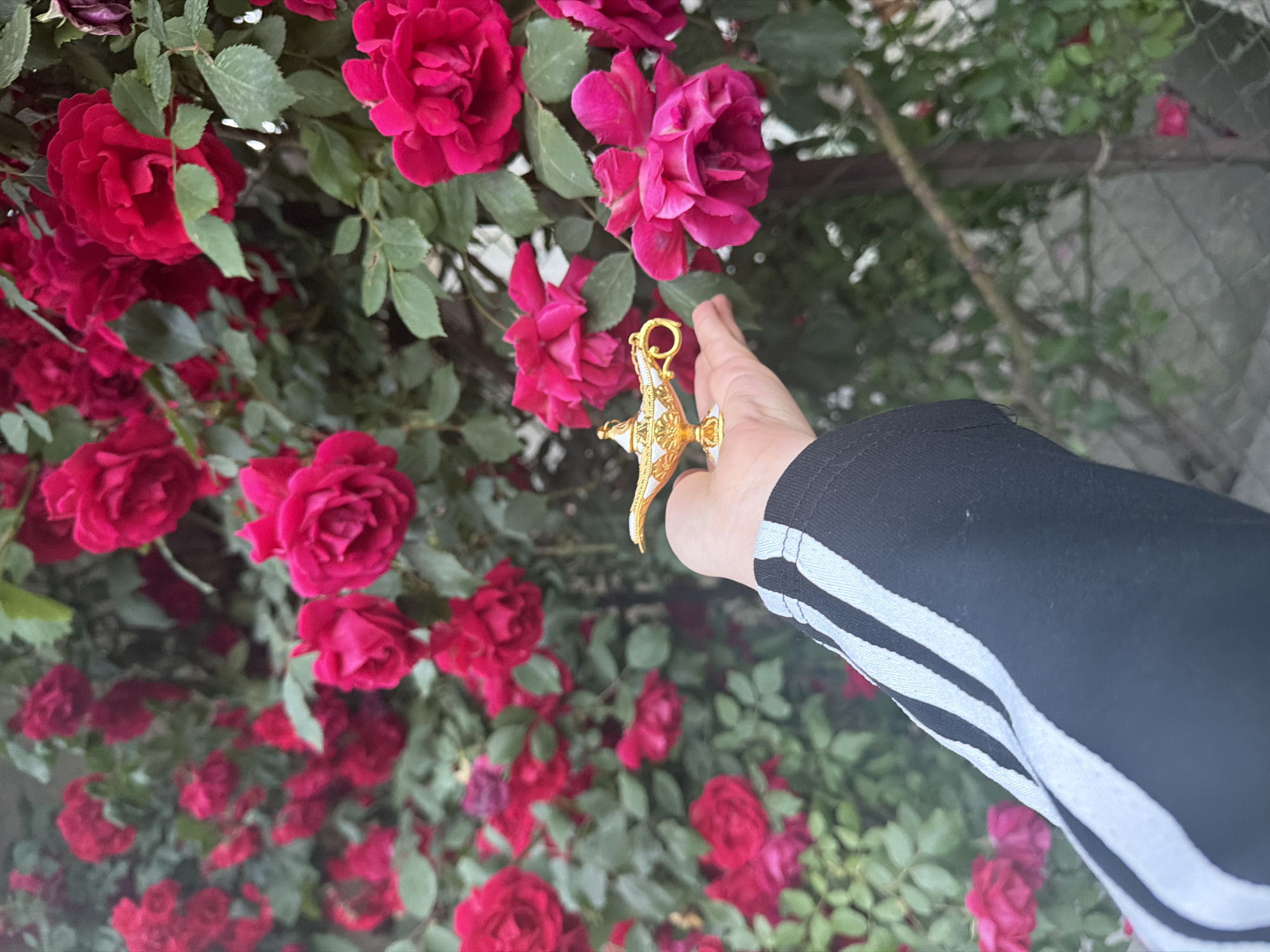 A person, wearing a black Adidas tracksuit, extends their hand to display a gold-colored Aladdin's lamp ornament amid a backdrop of vibrant red roses and green foliage. The setting appears to be outdoors, likely in Yerevan, Armenia. A chain-link fence is seen in the background.