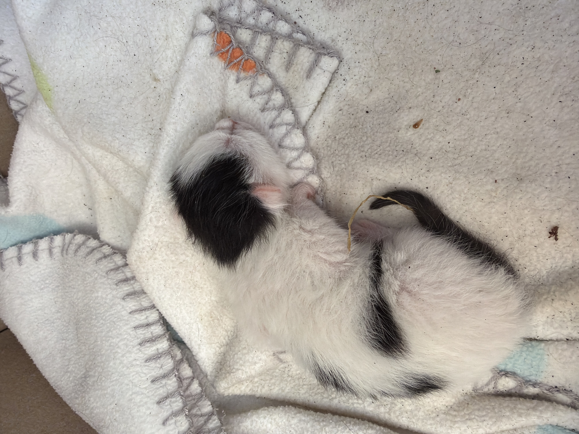 A newborn kitten, predominantly white with black patches on its head and body, lies asleep on a white blanket with a crocheted edge. The blanket also features a decorative stitched square with orange accents. The location is not discernible from the image.