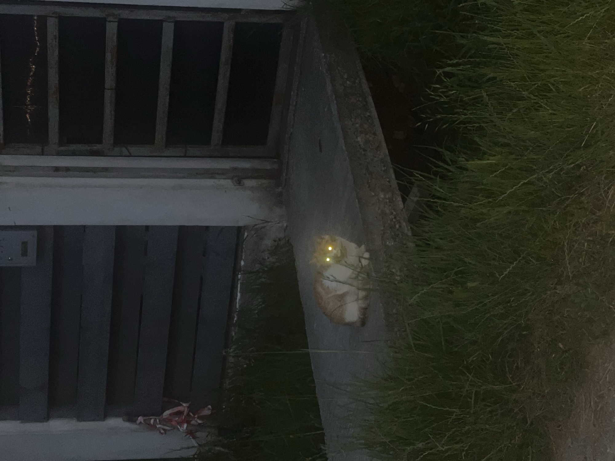 A ginger and white cat with glowing yellow eyes sits on a concrete ledge outdoors at dusk. The cat is positioned in the center of the frame, facing forward, with its body curled slightly. Behind the cat, to the left, is a dark gray slatted door or gate, and to the right is a weathered, dark-colored door with horizontal bars. Tall green grass surrounds the concrete ledge. The location is identified as being in the city of Bârnova, Romania.