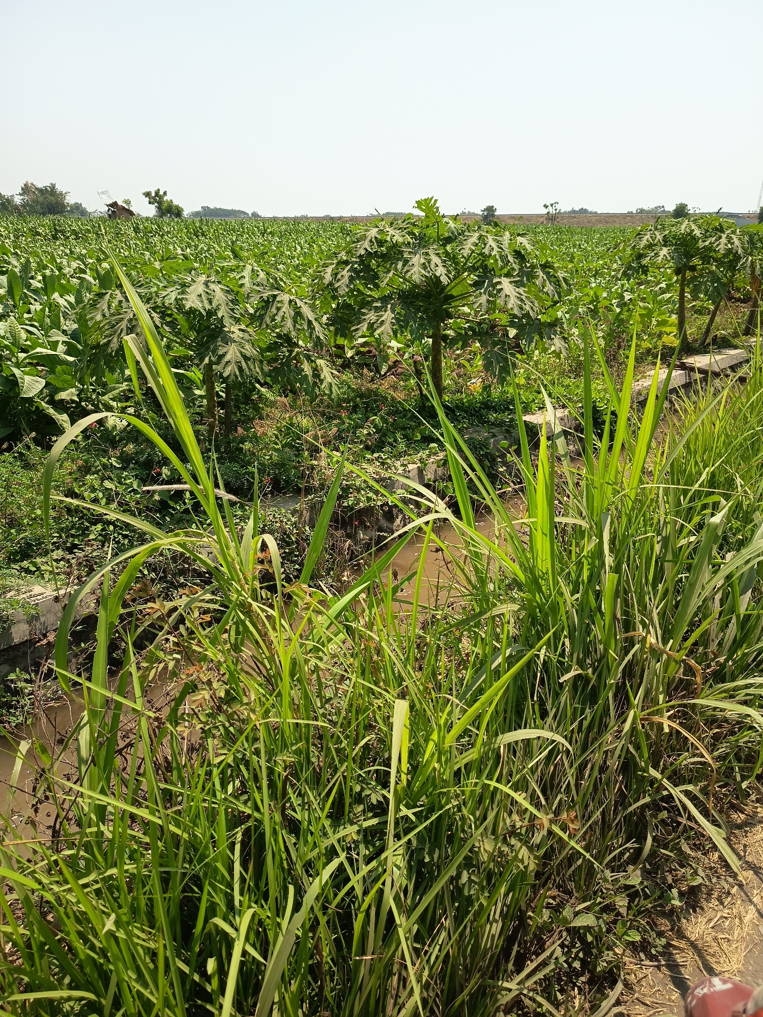 This is a photograph of a rural agricultural landscape in Krampilan, Indonesia. The scene is dominated by lush green vegetation. In the foreground, tall, thick grass grows along the edge of a narrow, muddy ditch or canal. Beyond the ditch, the middle ground features a field of papaya trees with their characteristic large, palmate leaves. Some of these trees appear to be bearing small green fruits. In the background, there is a vast expanse of cultivated land, possibly a field of crops like corn or tobacco, stretching towards the horizon under a clear, bright sky. A small, simple structure, possibly a shed or a small house with a thatched roof, is visible in the distance amidst the greenery. The overall impression is one of a sun-drenched, fertile rural environment. There are no people visible in the image.