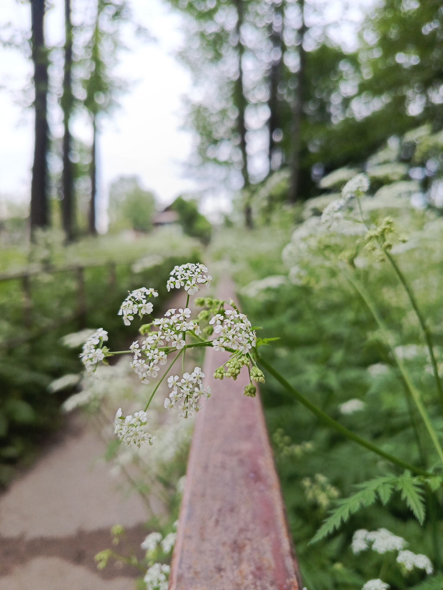 The image captures a close-up, shallow depth of field view of delicate white wildflowers in a natural outdoor setting in Chaikovsky, Russia. The main subject is a cluster of small white flowers, likely an umbellifer species such as Cow Parsley, positioned in the middle-right foreground and rendered in sharp focus. These flowers feature numerous tiny white petals and small green buds.
A rustic, reddish-brown railing or beam runs diagonally across the lower and middle sections of the frame, extending from the bottom-left toward the mid-right. Some of the white wildflowers grow alongside this structure.
The background is softly blurred, exhibiting a bokeh effect with distinct circular light reflections, especially visible among the trees. To the left of the railing, a dirt path or track can be seen, also out of focus. Beyond the foreground elements, the scene transitions into a dense expanse of green foliage and more blurred white wildflowers. Tall, dark tree trunks rise vertically in the left-mid background, reaching up towards a bright, overcast sky. A distant house with a visible roof is faintly discernible through the trees in the far background.
The lighting suggests a bright, overcast daytime, creating soft, diffused illumination without harsh shadows. The overall scene conveys a peaceful, natural environment, characteristic of a park, forest edge, or semi-rural landscape. There are no people or discernible text visible in the image.