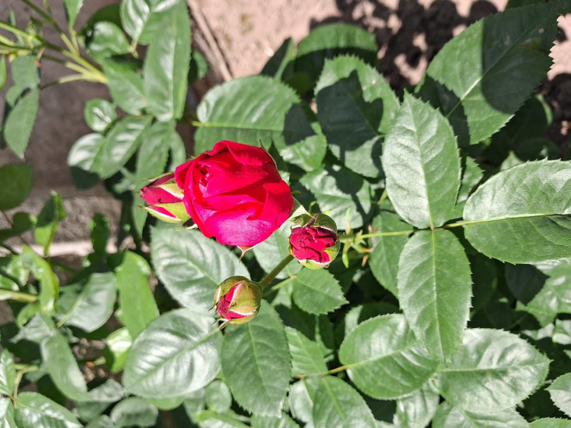 A close-up, eye-level shot captures a blooming red rose in a garden in Krolevets, Ukraine. The rose, a vibrant crimson, is partially open with its petals unfurling. Several rosebuds, still closed and capped with green sepals, are visible around the main flower. The rosebush is lush with dark green leaves, many of which are catching the sunlight, creating a dappled effect with shadows on the sandy ground in the background. The environment appears to be a typical garden setting with a textured wall or fence visible in the upper background. The focus is sharp on the rose and its immediate surroundings, with the background slightly blurred.