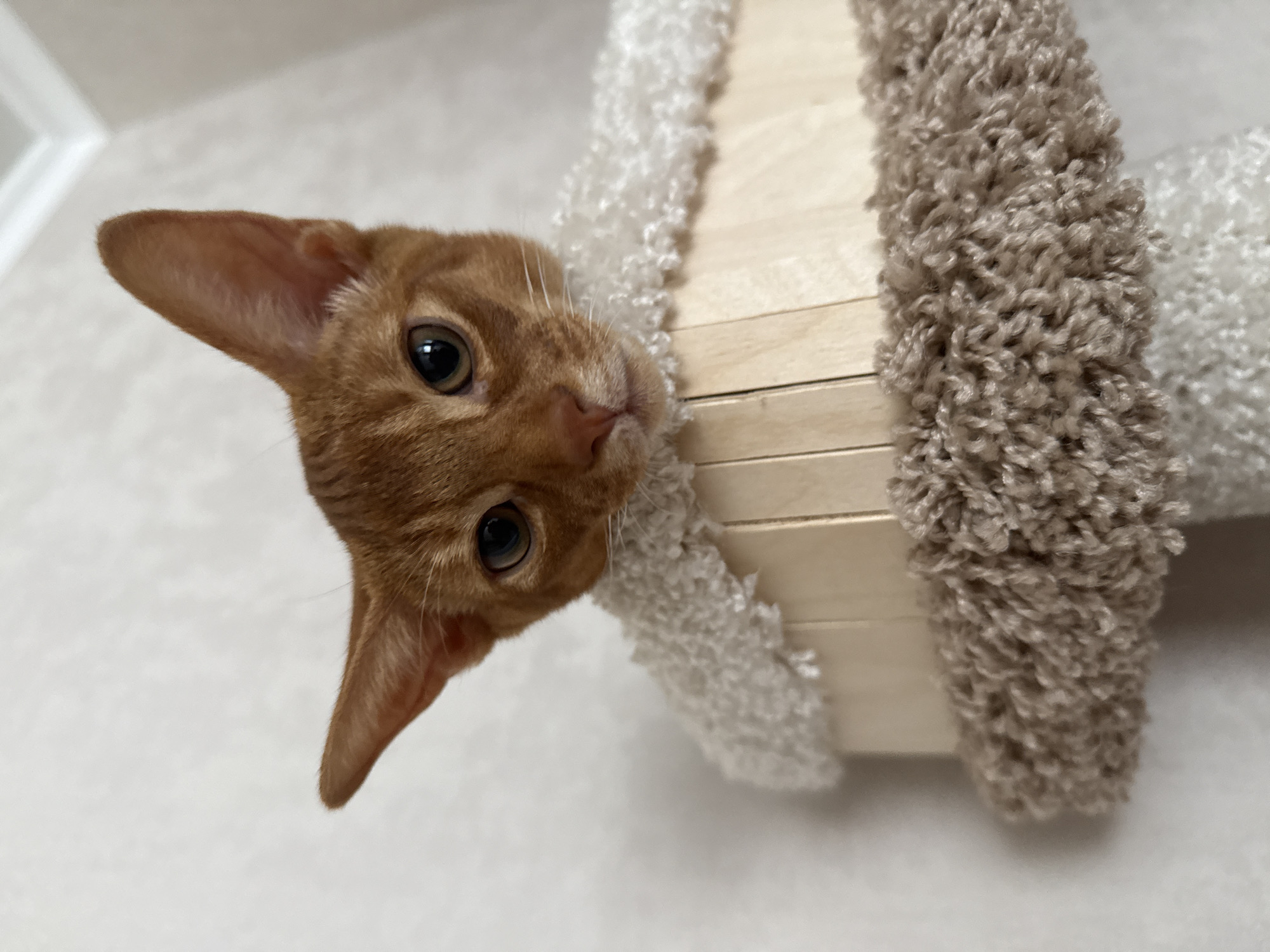 A close-up, low-angle shot shows the upper half of an orange tabby cat's face and ears, peering over a circular wooden structure. The cat's fur is short and ginger-colored, with dark, alert eyes. Its ears are large and pointed, angled slightly forward. The wooden structure is made of vertical planks and is lined with fluffy, textured material in shades of off-white and light brown. The background is a plain, lightly textured off-white wall. The lighting appears to be natural, coming from above and slightly to the right, casting subtle shadows. There is no visible indication of the cat's location within Stary Oskol, Russia. The scene depicts a domestic setting, likely indoors.