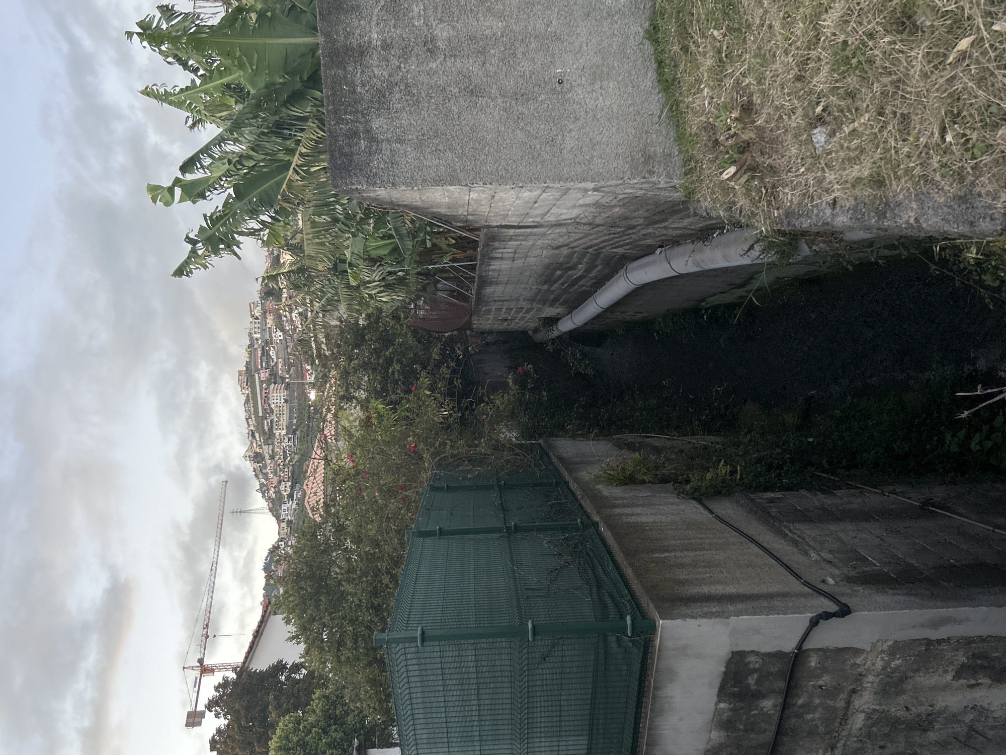 The image shows a narrow, overgrown channel or ravine in Câmara de Lobos, Portugal. The channel is flanked by concrete walls or structures on either side. A pipe runs along one of the walls. Vegetation, including trees, bushes, and banana trees, grows abundantly within and along the edges of the channel. In the background, a hillside is covered with buildings, suggesting a densely populated area. A construction crane is visible against a cloudy sky. A green wire fence borders one of the walls. The overall impression is one of a neglected or semi-wild space within a built-up urban or suburban environment.