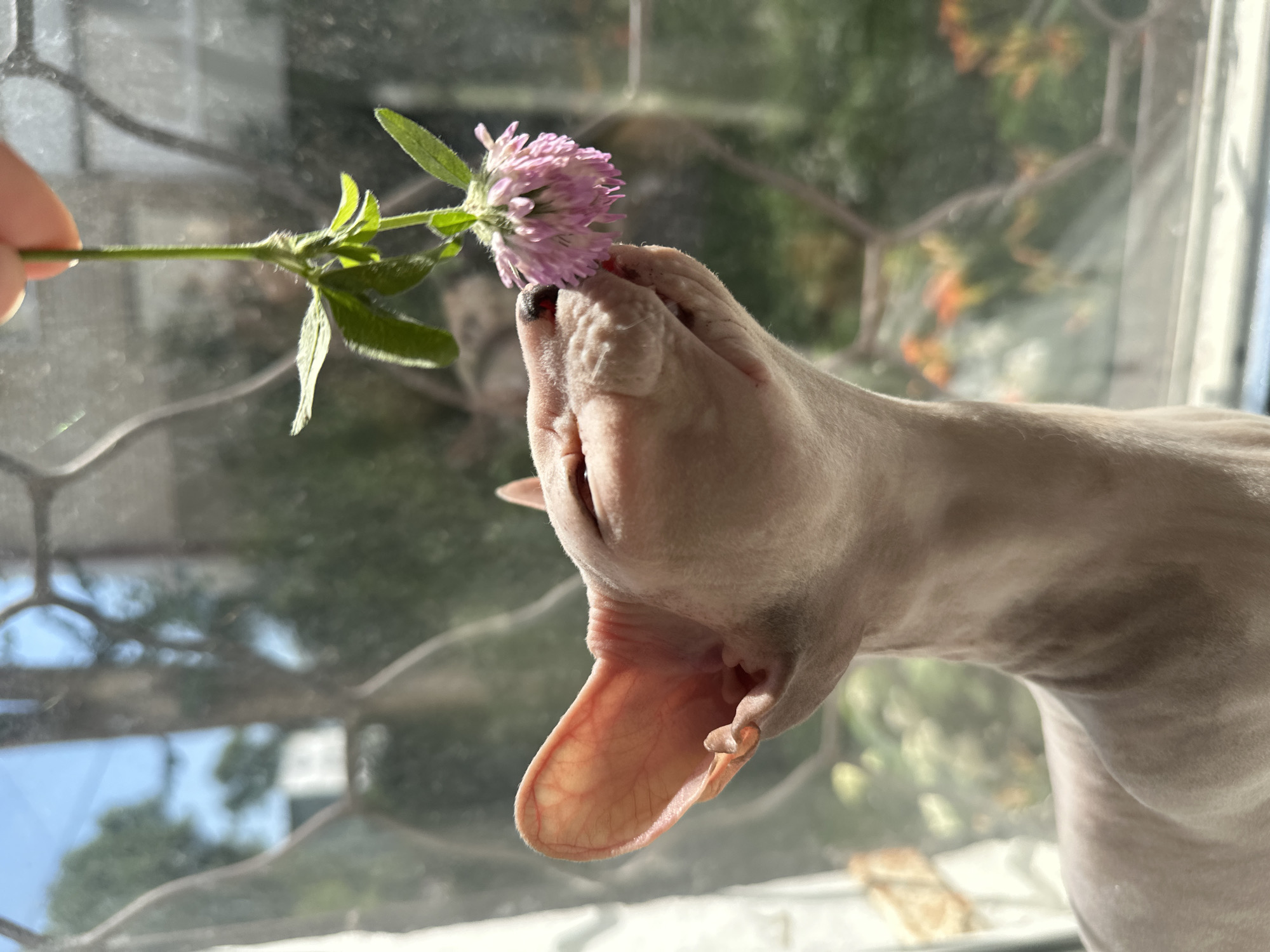 A Sphynx cat is presented in a close-up shot, with its head and upper body visible. The cat is positioned on a windowsill, facing towards the right side of the frame. A person's hand is holding a small pink clover flower, bringing it close to the cat's nose. The cat is sniffing the flower, with its eyes closed and head tilted upwards. The background is a window with a view of greenery and a blue sky. The window pane has a decorative, hexagonal pattern. The lighting suggests it is daytime, with sunlight illuminating the scene. The image does not contain any specific indicators of its location in Togliatti, Russia.