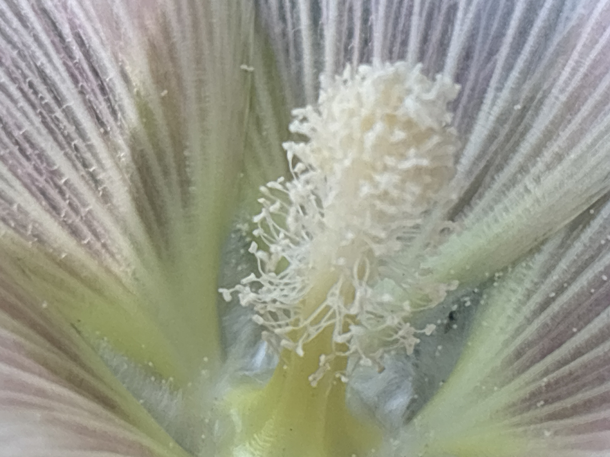 This is a close-up, macro photograph of the stamen and pistil of a flower. The stamen, which is the male reproductive part of the flower, is prominent in the center of the image. It is composed of numerous thin filaments topped with small, fuzzy pollen. The pistil, the female reproductive part, is partially visible behind the stamen, appearing as a stalk-like structure. The petals of the flower are in the background, displaying a delicate texture with faint lines running lengthwise. The colors are muted, with shades of white, pale yellow, and soft purples and greens. There are no people, animals, or human-made objects visible. The image is likely taken outdoors, possibly in a garden or natural setting. There is no information available about the specific location within Январцев ауылдық округі, Kazakhstan.