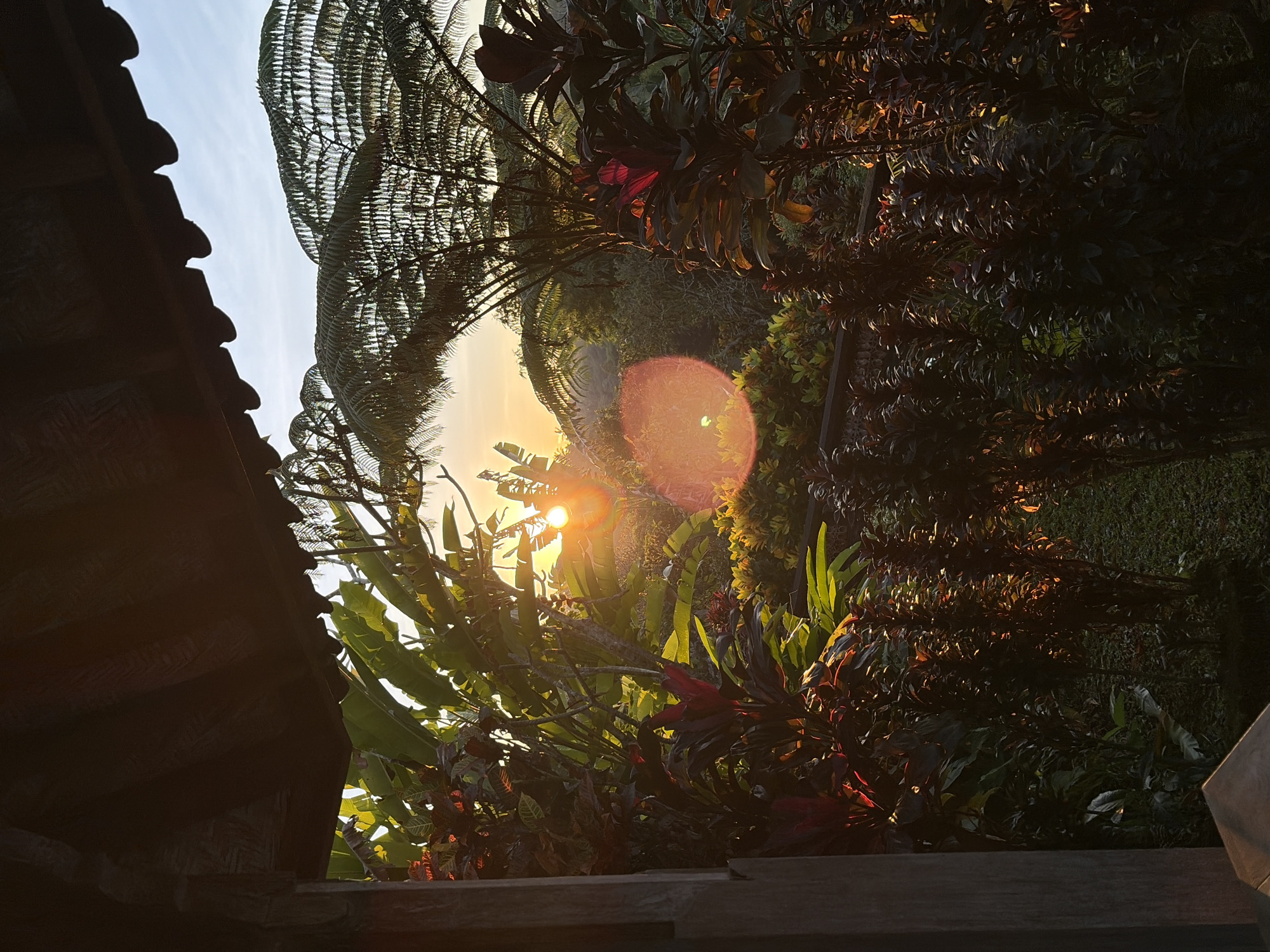 An outdoor, low-angle shot captures a lush, tropical garden at sunset viewed from beneath a dark, thatched roof. The sun, a bright orb, shines through dense foliage, creating a lens flare effect. Large, feathery fern fronds are silhouetted against a pale blue sky. Various plants with broad, green leaves and some with dark red foliage are scattered throughout the scene. The foreground features dark red plants and darker green foliage, with a wooden beam on the left. The ground is covered in green grass. The location is implied to be the Ubud District of Indonesia.