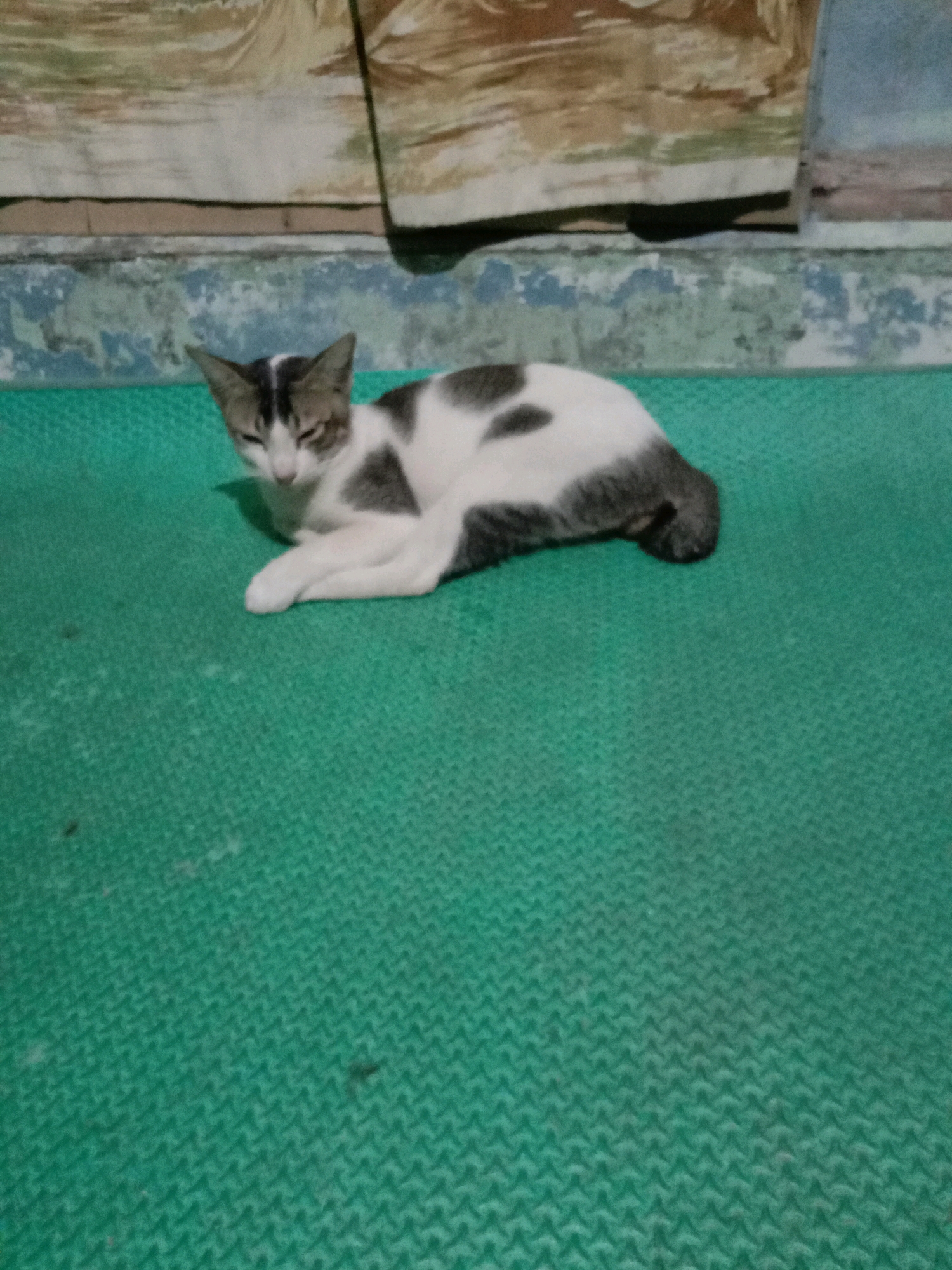 A domestic shorthair cat with white and grey markings lies on a textured green surface. The cat is facing the viewer with its eyes partially closed. In the background, a wall with peeling blue paint and a patterned fabric hangs above it. The scene appears to be indoors or under a covered area. This image was taken in the city of Lhokseumawe, Indonesia.