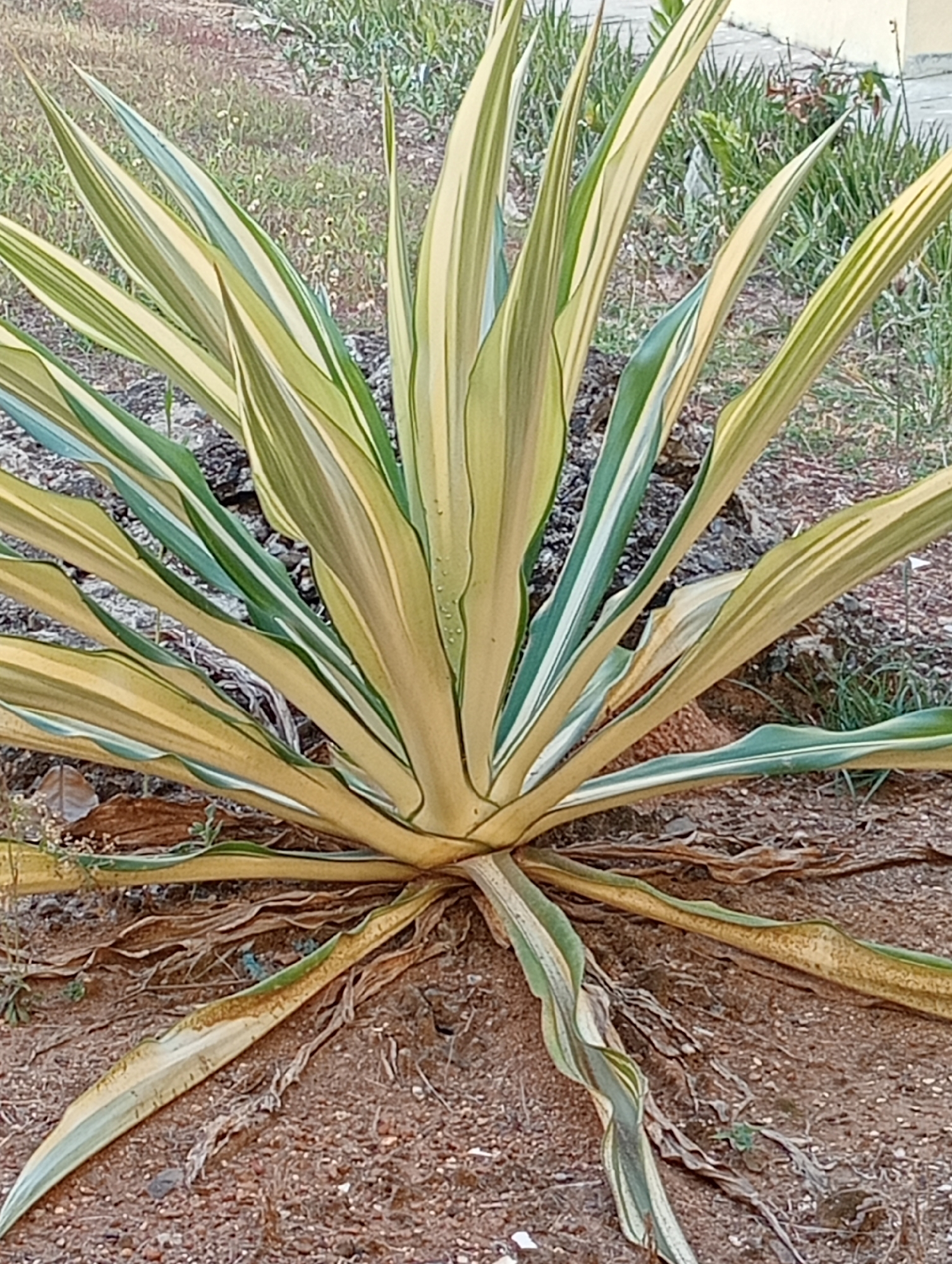A variegated agave plant with long, sword-shaped leaves is centered in the frame. The leaves are predominantly pale yellow with green margins and streaks, and some appear to be drying and browning at the tips and edges. The plant is rooted in sandy soil with some gravel and dry leaves scattered around its base. In the background, there is a patch of dry grass and some green vegetation. The lighting suggests it is daytime, possibly late afternoon given the shadows. The scene appears to be outdoors, in a natural or semi-natural environment, likely a garden or park area within Taman Negeri, Indonesia, given the context. There are no people or animals visible in the image.