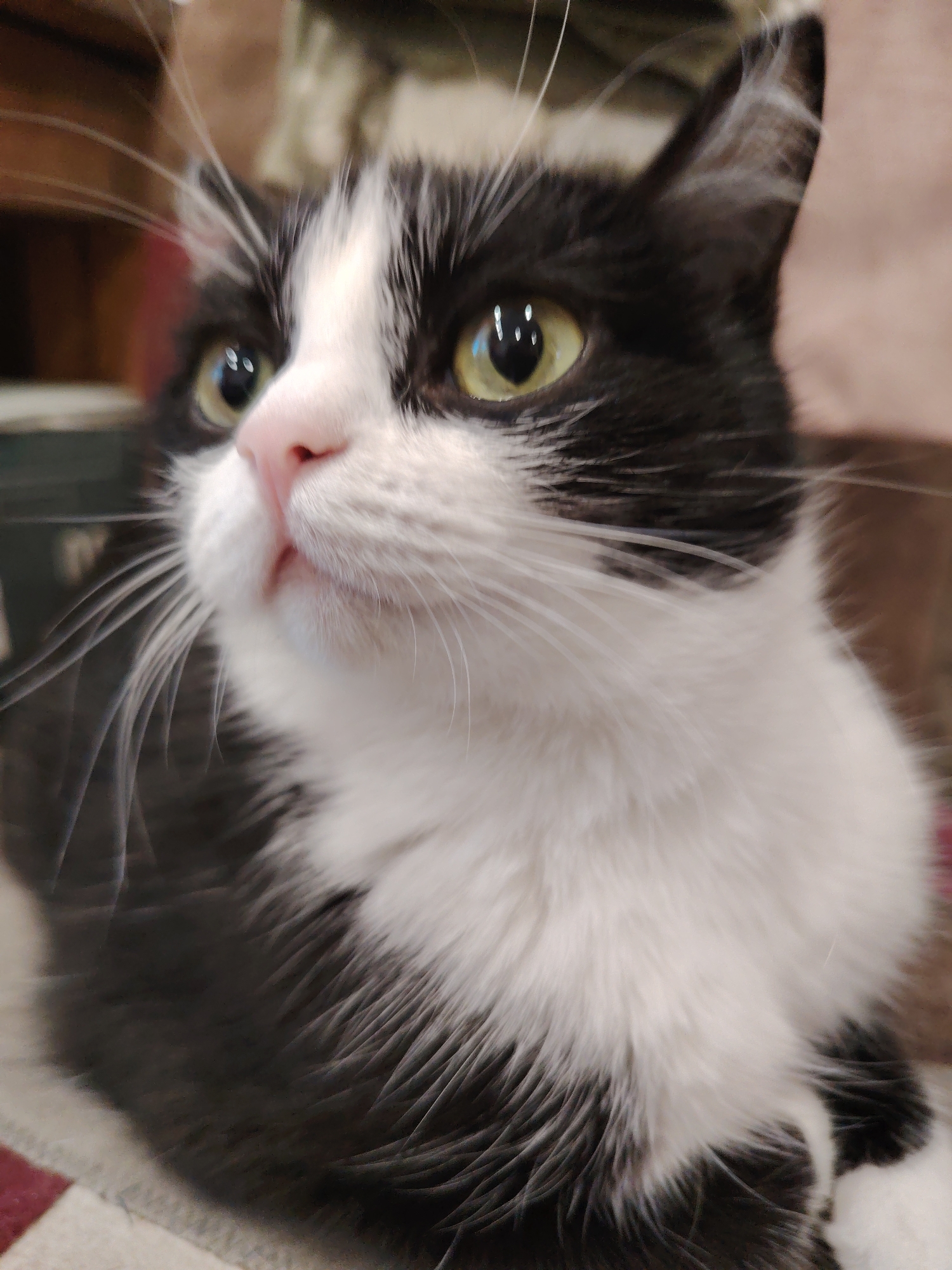 An extreme close-up shot captures the face of a black and white cat. The cat's head is tilted slightly to the left, and its bright yellow eyes are focused upwards and to the left. Its pink nose is prominent, and its white whiskers fan out on either side of its face. The fur around its muzzle and chest is white, contrasting with the black fur on its head and ears. The background is softly blurred, with hints of muted colors, suggesting an indoor setting. The focus is entirely on the cat's face, highlighting its features and gaze.