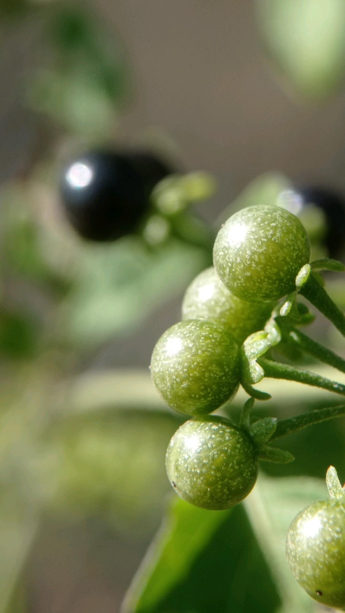 A close-up vertical shot focuses on a cluster of small, round, green berries on a plant. The berries are slightly translucent and have a textured surface with lighter speckles. They are attached to thin green stems. In the background, out of focus, is a large, dark, glossy berry or fruit, and blurred green foliage. The overall impression is one of a natural, botanical subject captured in detail. The image does not depict any urban environment or specific location in Batu, Indonesia.