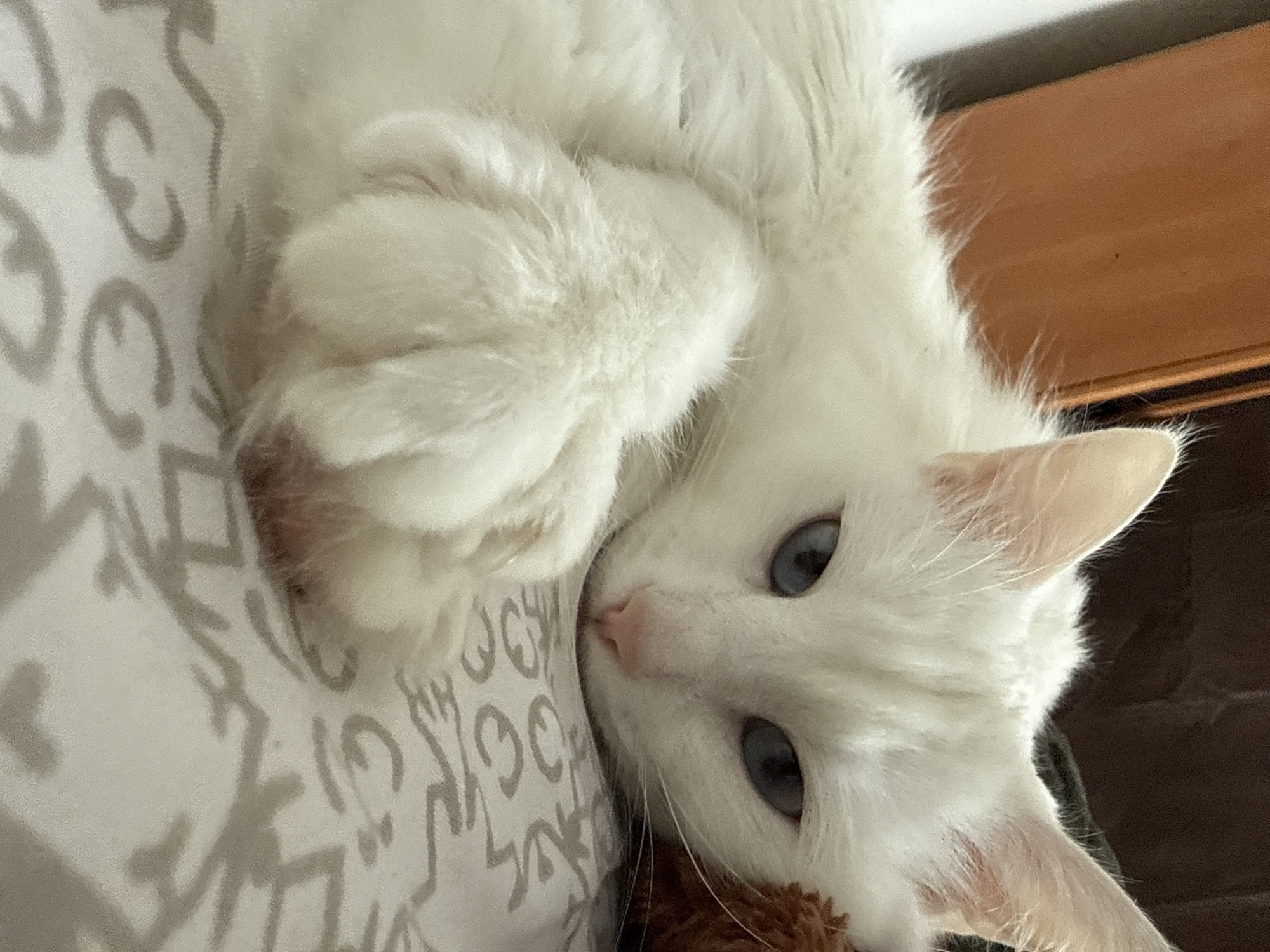 A white cat with blue eyes is lying on a patterned surface. The cat's paws are curled up near its head. The background includes a wooden-like surface.