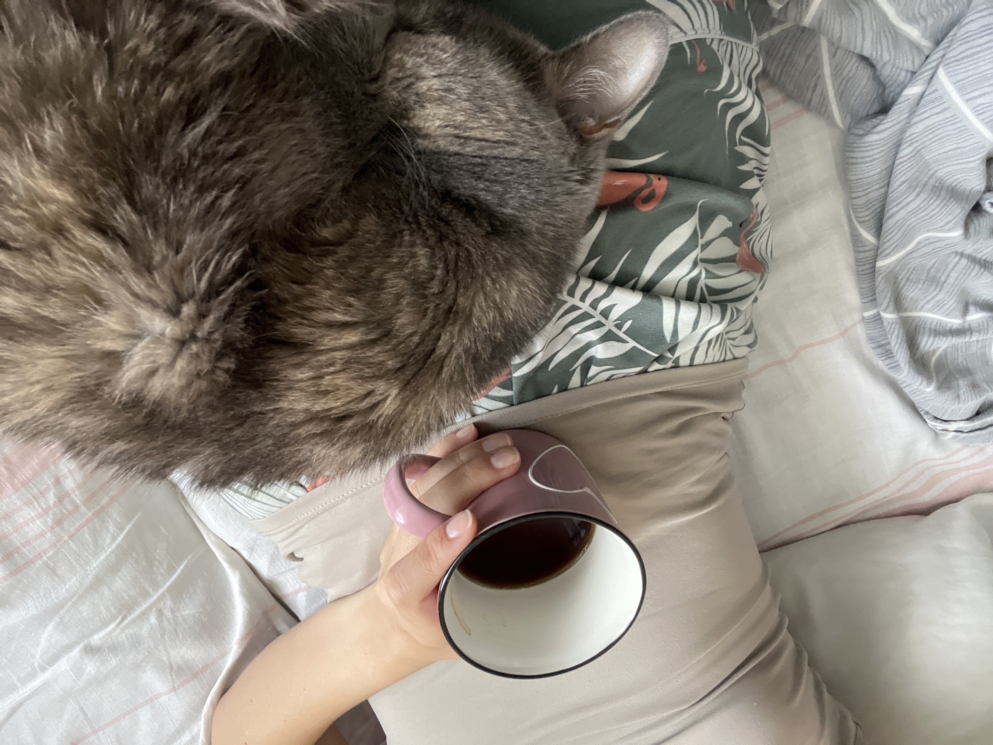 The image shows a person lying in bed, holding a pink mug filled with coffee. A grey cat is curled up on the bed, resting its head on the person's lap. The bedsheets are white with pink stripes, and the person is wearing a beige tank top and green pajama pants with a leaf and flamingo print. The scene appears to be a cozy morning at home. There is no information to suggest this location is in Tolyatti, Russia.
