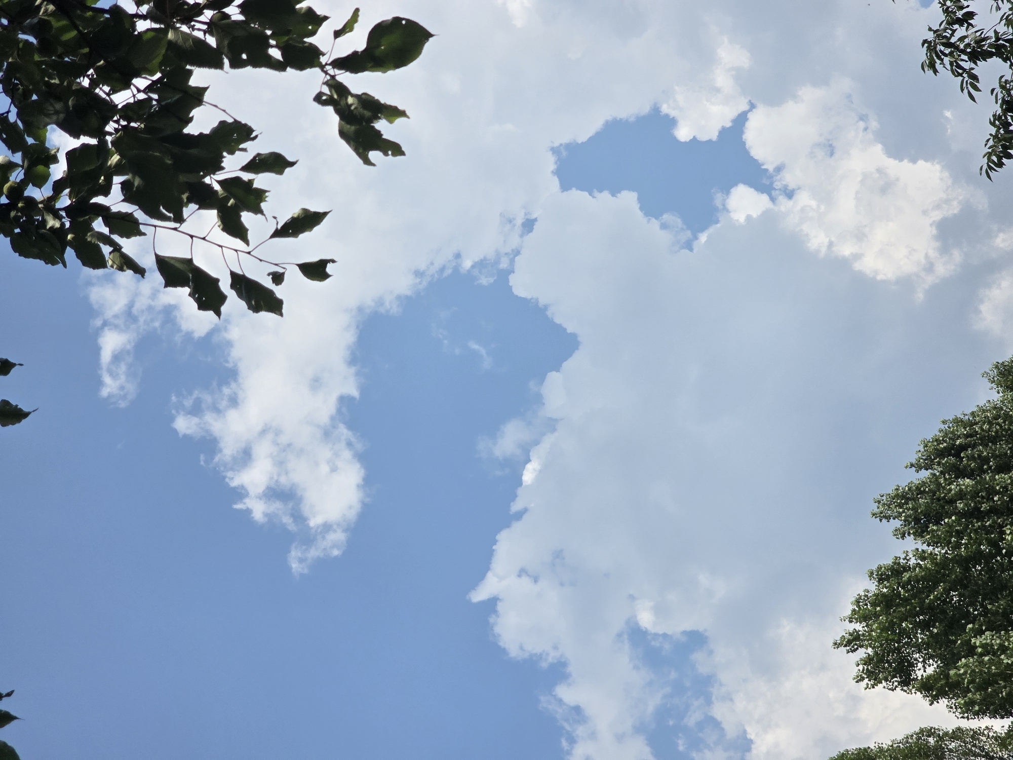 In Vyshneve, Ukraine, on a bright day, the sky is a vibrant blue, dotted with fluffy white clouds. Dark green leaves from trees hang from the top and bottom edges of the frame, partially obscuring the view of the sky. The trees themselves are visible at the bottom of the image, their lush canopies reaching upwards. The overall scene is one of natural beauty, with the sky and foliage creating a peaceful and serene atmosphere.