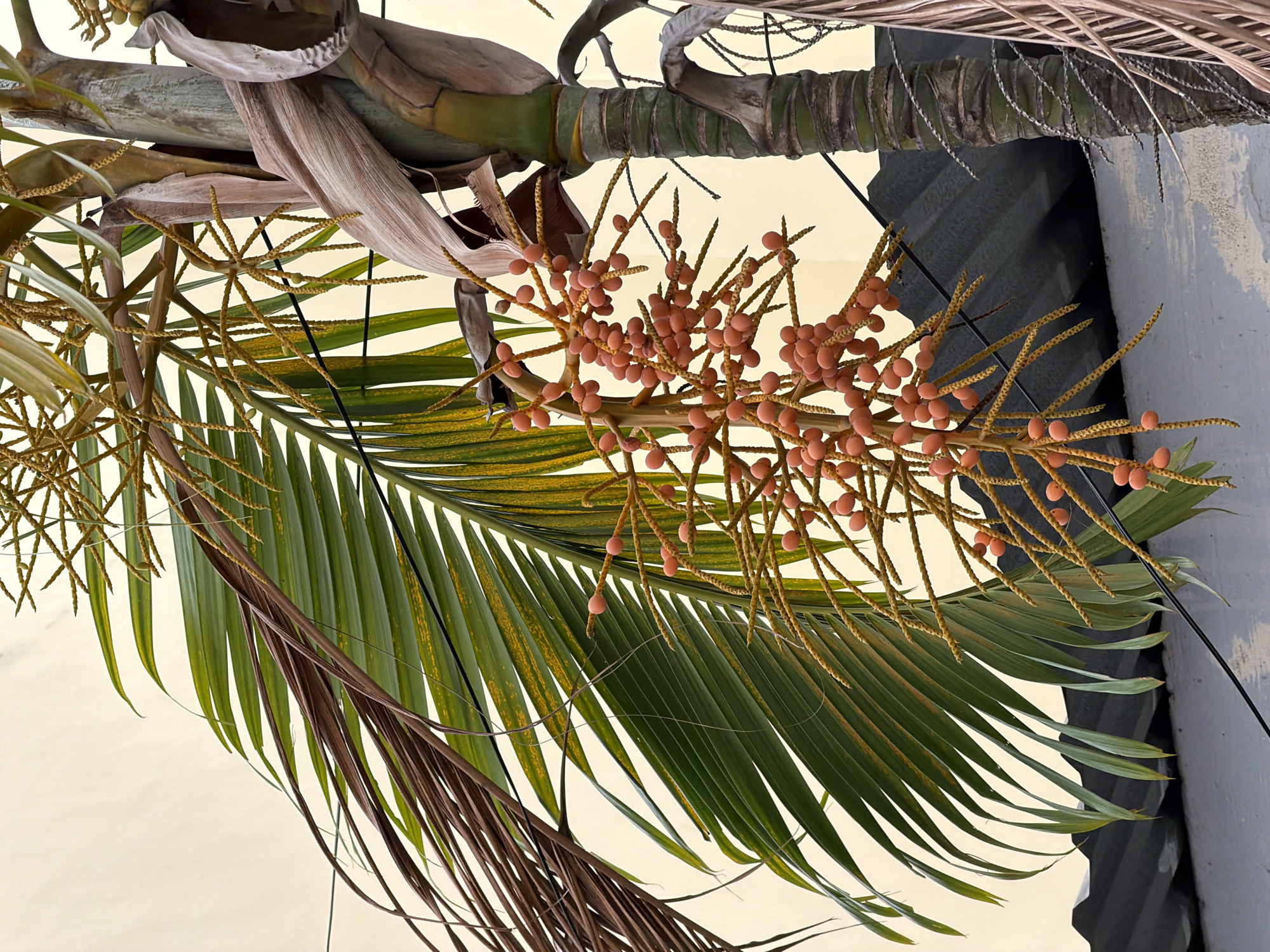The image shows a close-up of a palm tree in Nha Trang Ward, Vietnam. The palm tree has green fronds and a cluster of small, orange fruits hanging from a branch. The trunk of the palm tree is visible, and it appears to be segmented. In the background, a corrugated metal roof and a pale yellow wall are visible. The scene is outdoors, and the lighting suggests it is daytime. There are no people or animals in the image. The overall impression is of a tropical environment.