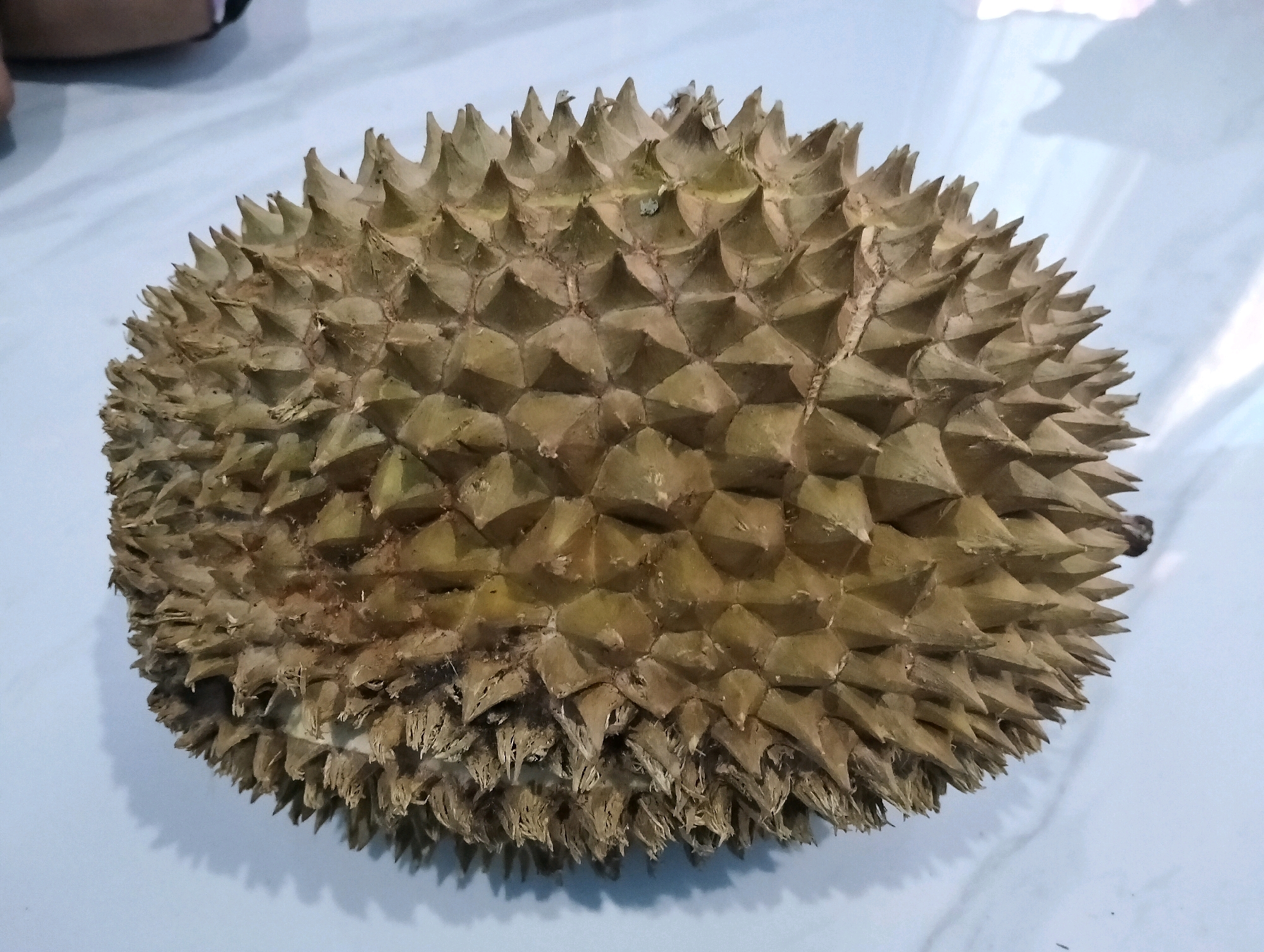 A durian fruit is pictured from a top-down, slightly angled perspective on a light-colored, marbled surface. The fruit is oval-shaped and covered in numerous sharp, pyramidal spikes, characteristic of the durian. The spikes are a light brown and tan color, with some appearing to have dried or brittle tips. The surface beneath the durian has subtle blueish-gray marbling. In the upper left corner of the image, a blurry section of what appears to be a person's legs or lower body is visible, suggesting the presence of an individual. The lighting suggests an indoor environment, possibly a home. The image is focused on the durian, with the background elements out of focus. This scene appears to be a domestic setting, with no specific urban landmarks visible, making it impossible to pinpoint a location in Cileungsi, Indonesia, or any other city.