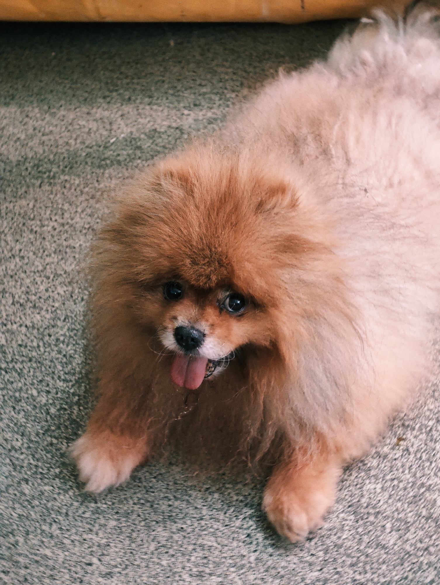 A pomeranian dog lies on a textured gray carpet. The dog is predominantly a light brown or apricot color with a very fluffy coat. Its eyes are dark and round, and its pink tongue is lolling out of its mouth. The dog is facing upwards, directly at the camera. In the background, a strip of yellow material, possibly wood or plastic, is visible. The image appears to be taken indoors. There is no indication of the city of Abakan, Russia.