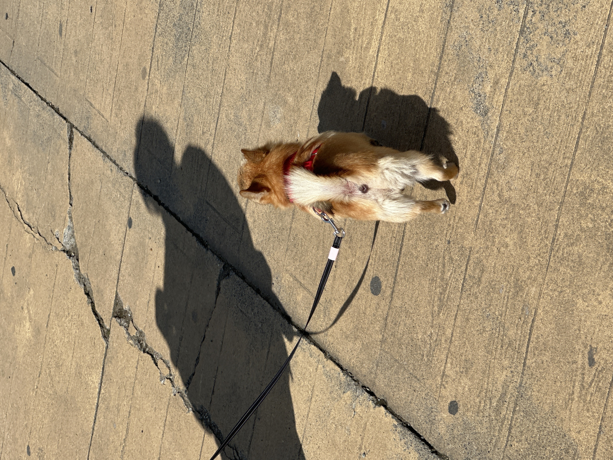 A small, reddish-brown dog with a white-tipped tail lies on its back on a concrete sidewalk. It wears a red harness and is attached to a black leash. The sidewalk is made of rectangular concrete slabs with visible cracks and some dark spots. The sunlight casts a shadow of the dog and the leash across the sidewalk. The scene appears to be outdoors, possibly in Batumi, Georgia, but no specific landmarks are visible to confirm the location.